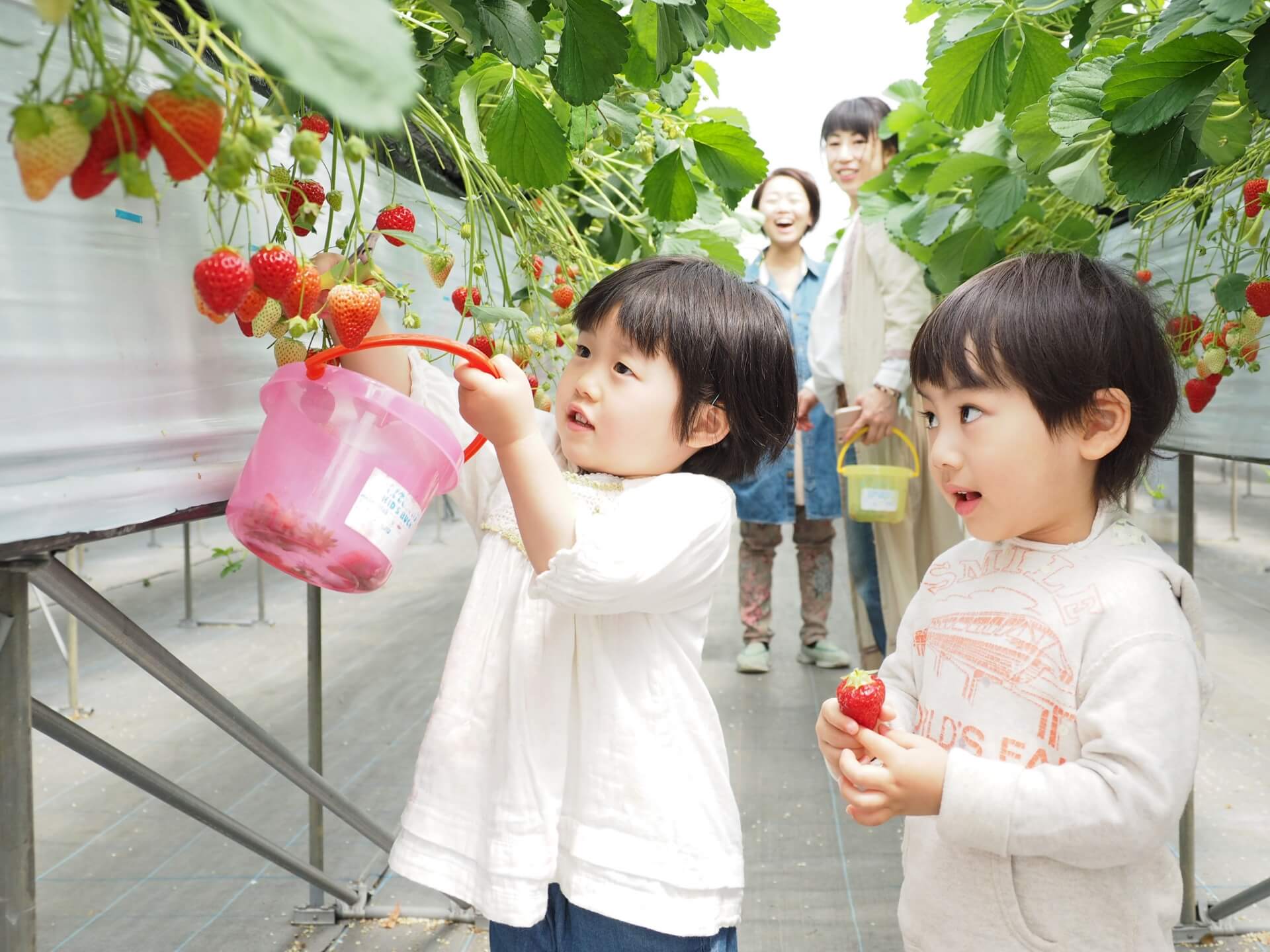 岐阜県でおすすめのいちご狩りスポット 岐阜県でおすすめのいちご狩りスポット