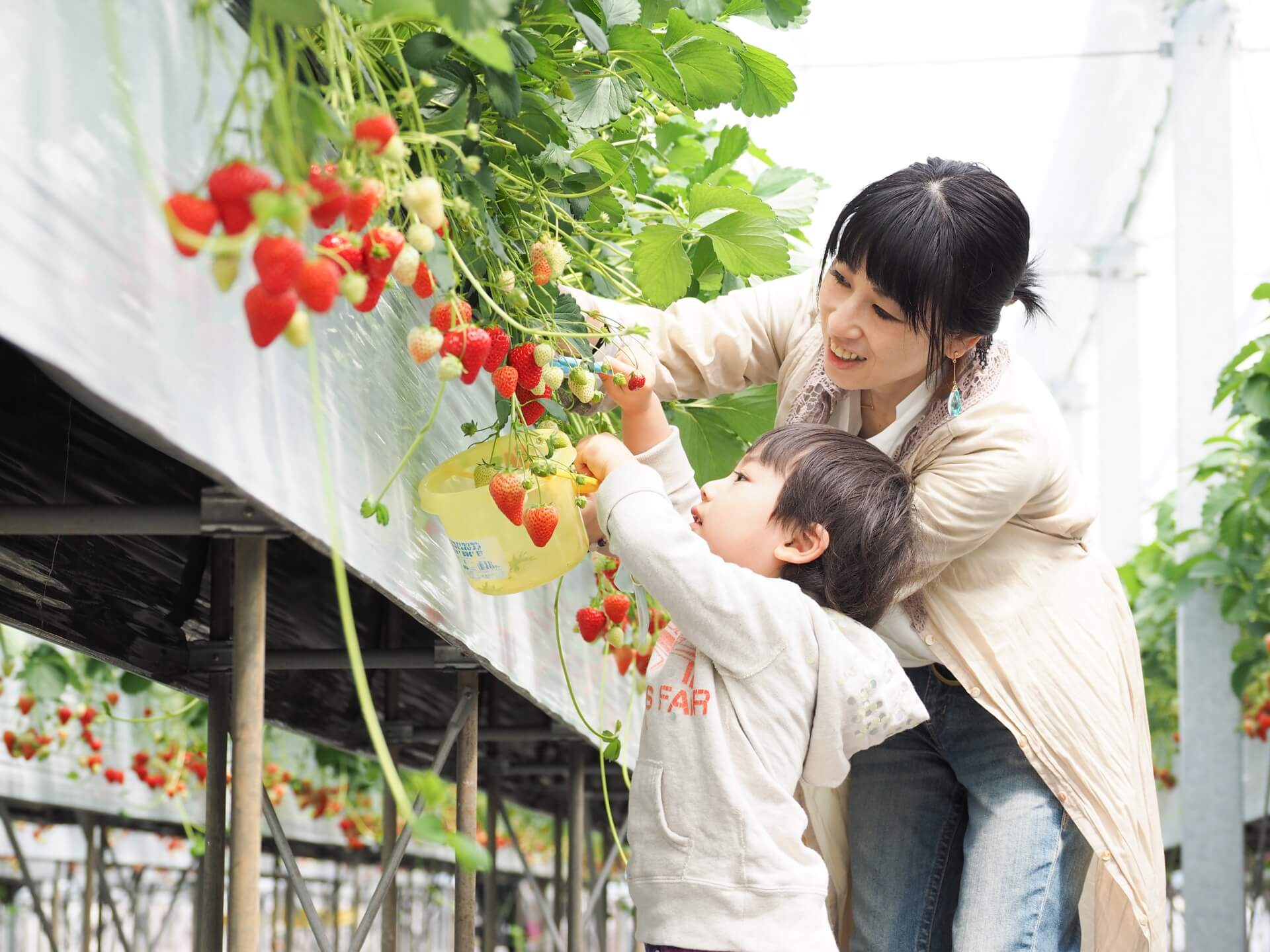 知多半島でいちご狩りができるスポット 知多半島でいちご狩りができるスポット