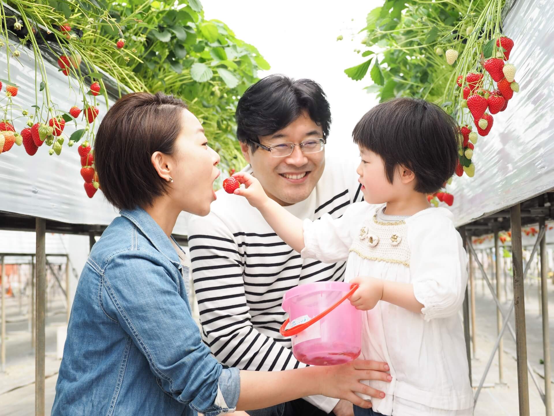 いちご狩りが美味しい時期を徹底検証! いちご狩りが美味しい時期を徹底検証!
