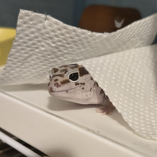 やん * 