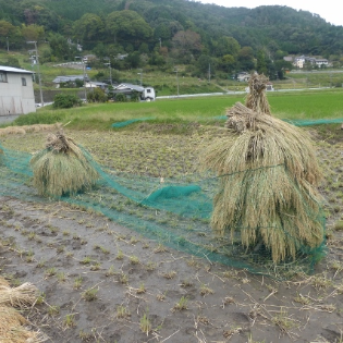 ハヤシヤぺー .