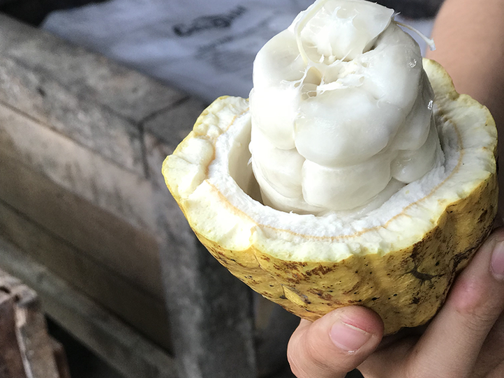 ホーチミン定番観光はもう飽きた!?メコンデルタツアー近くのチョコレート工場がおすすめ