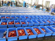 有限会社 渡辺水産の画像