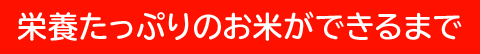 栄養たっぷりのお米ができるまで