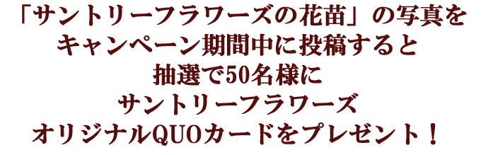 「サントリーフラワーズの花苗」の写真をキャンペーン期間中に投稿すると、抽選で50名様にサントリーフラワーズオリジナルQUOカードプレゼント!