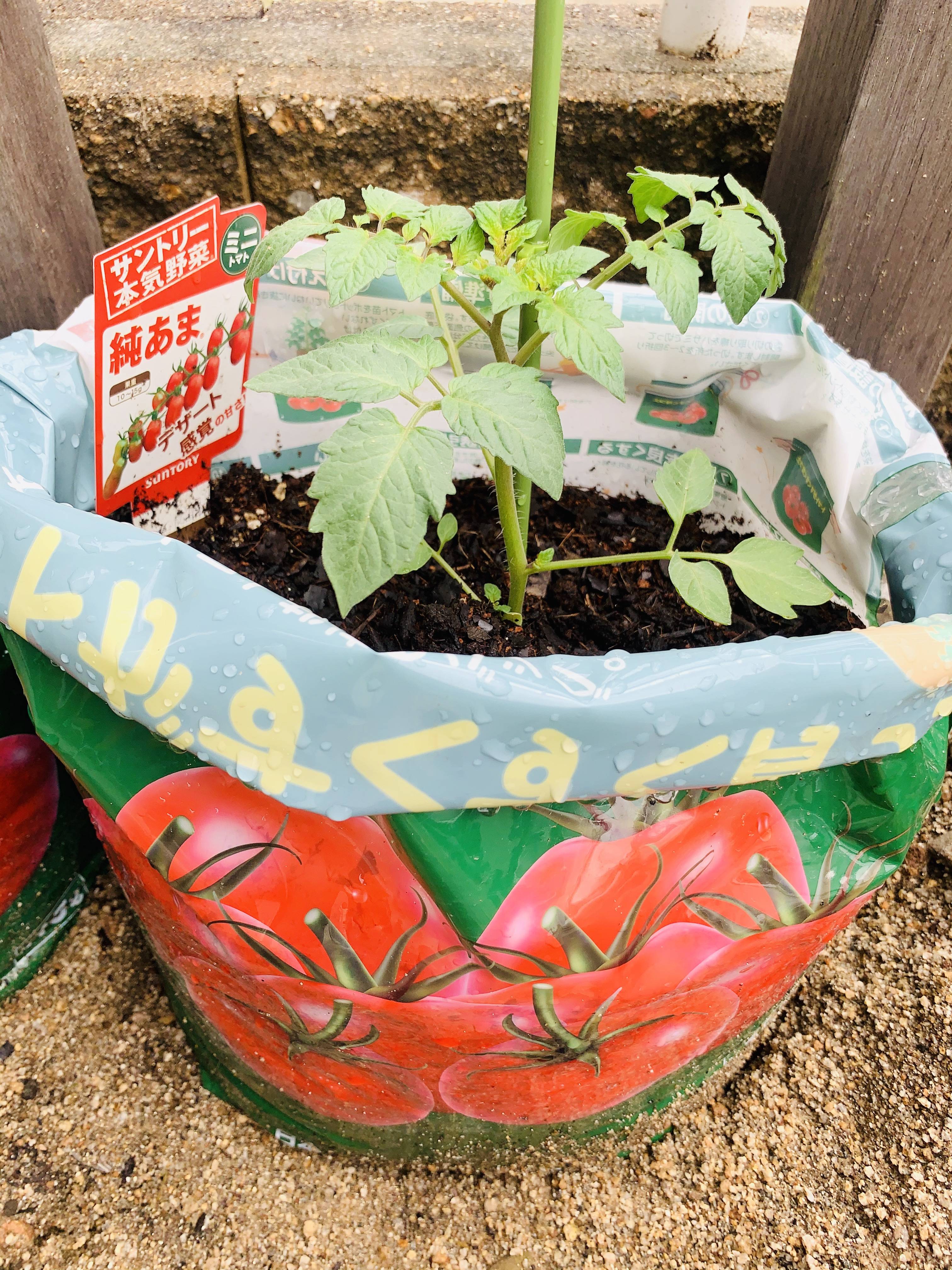初めての本気野菜 純あま 編 みんなのサントリーフラワーズ