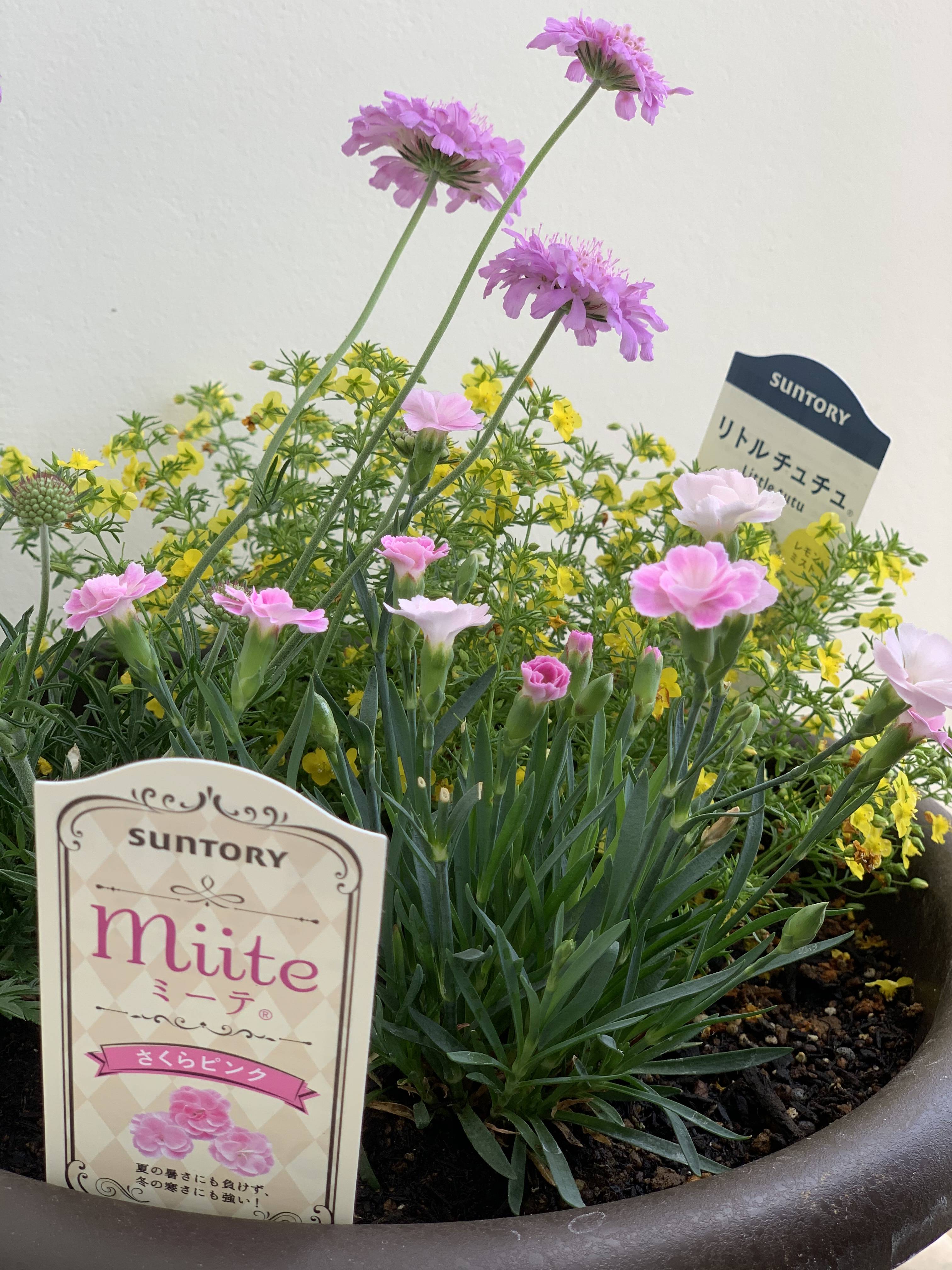 ミーテちゃん みんなのサントリーフラワーズ
