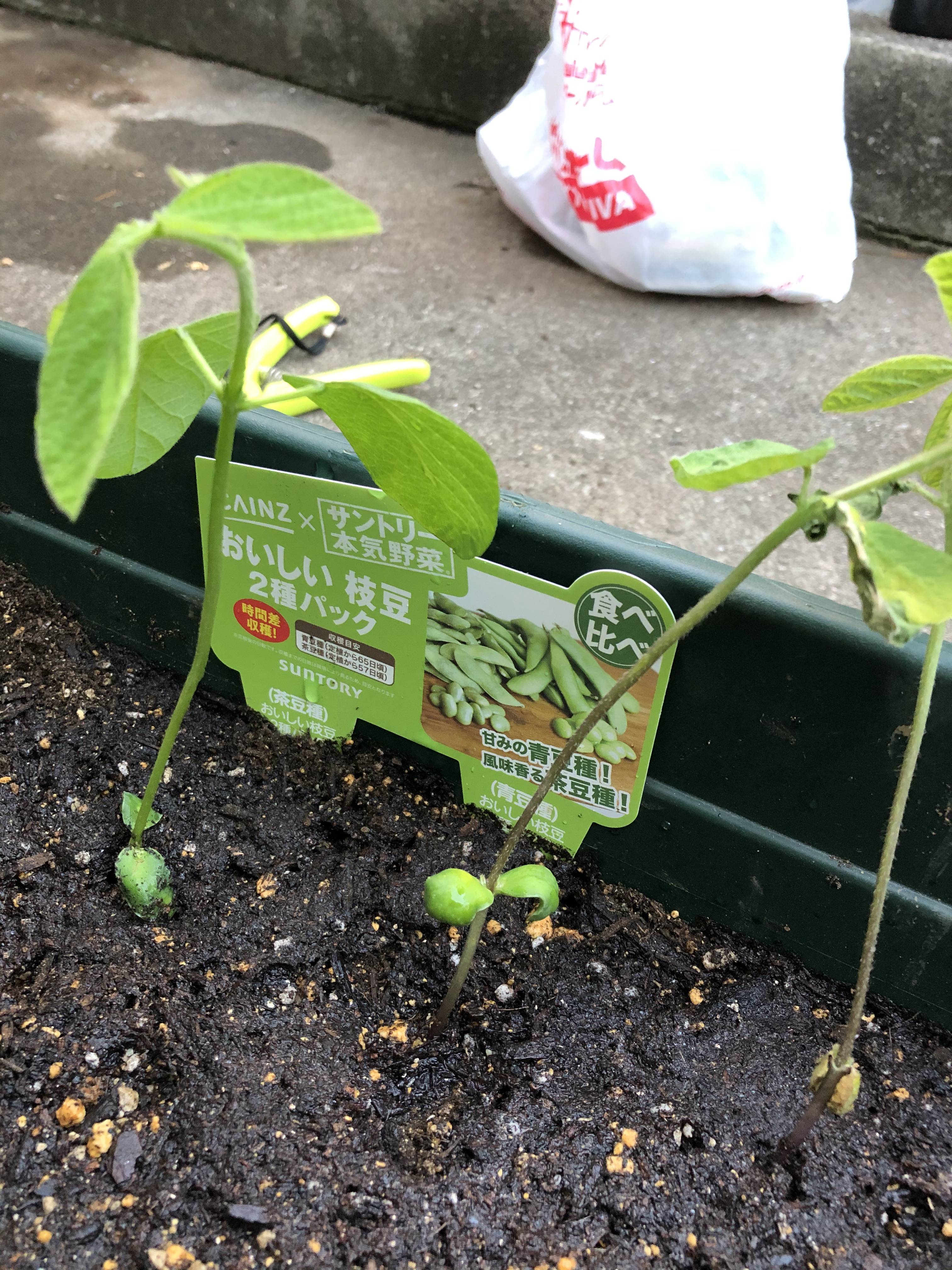 本気のえだまめ みんなのサントリーフラワーズ