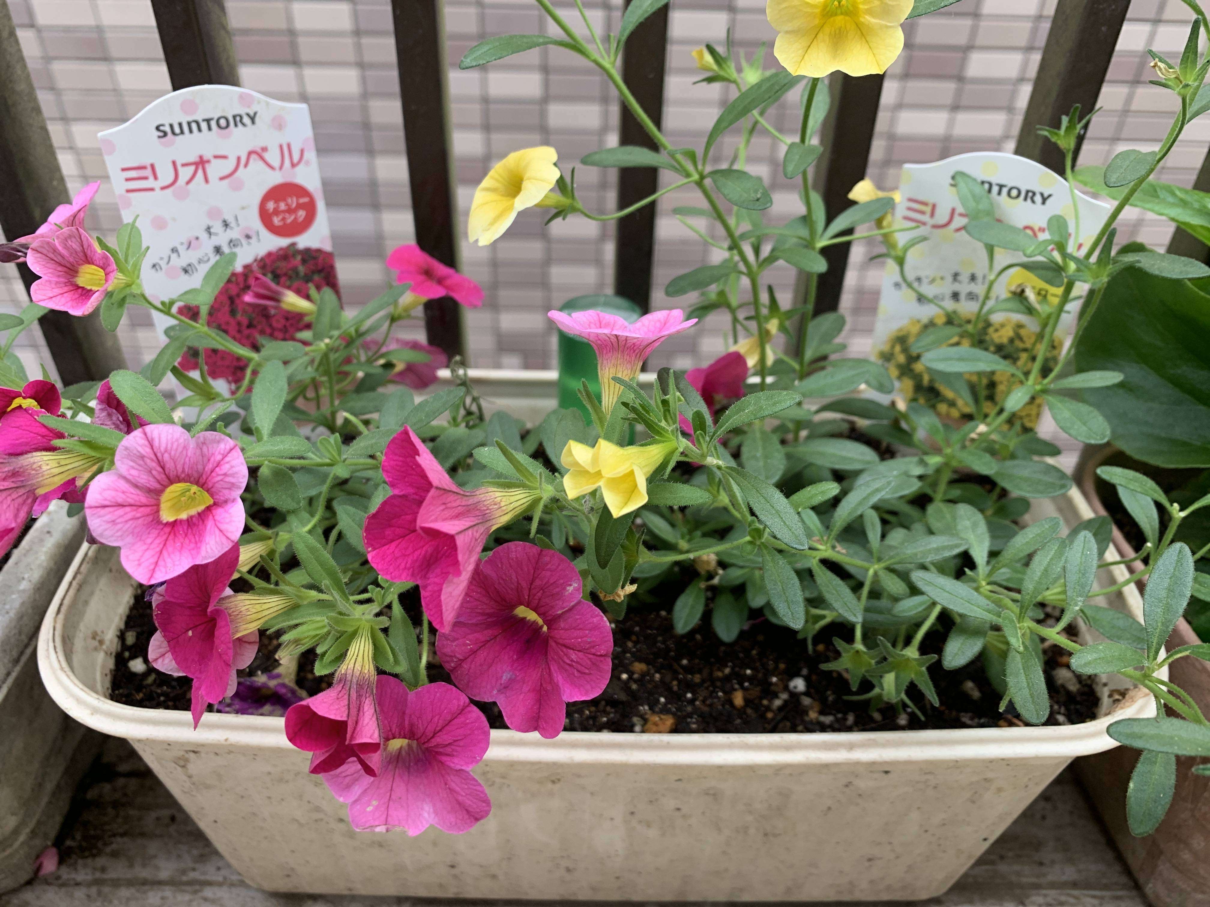 ミリオンベル満開 みんなのサントリーフラワーズ