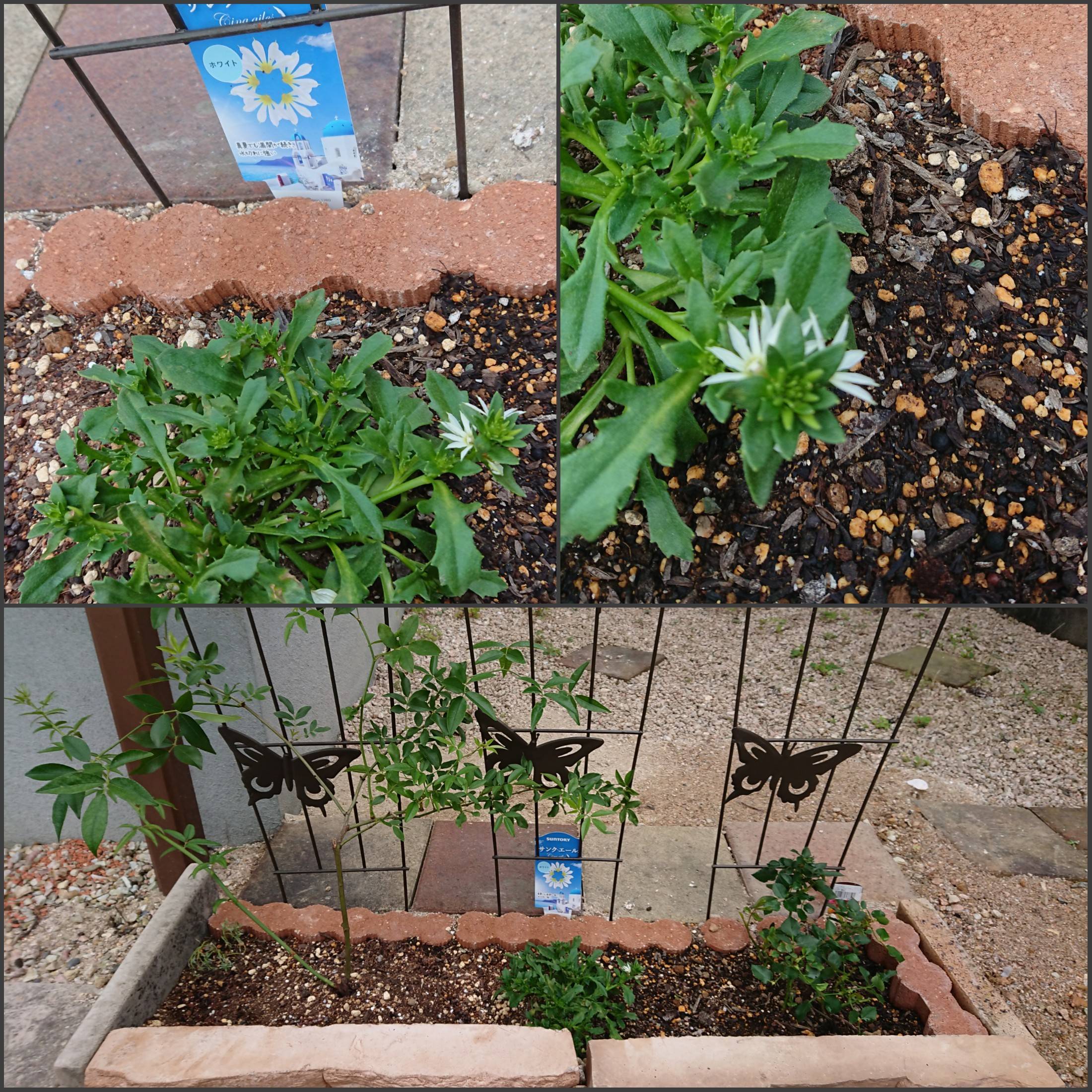 サンク エール ひかえめに咲いてます みんなのサントリーフラワーズ