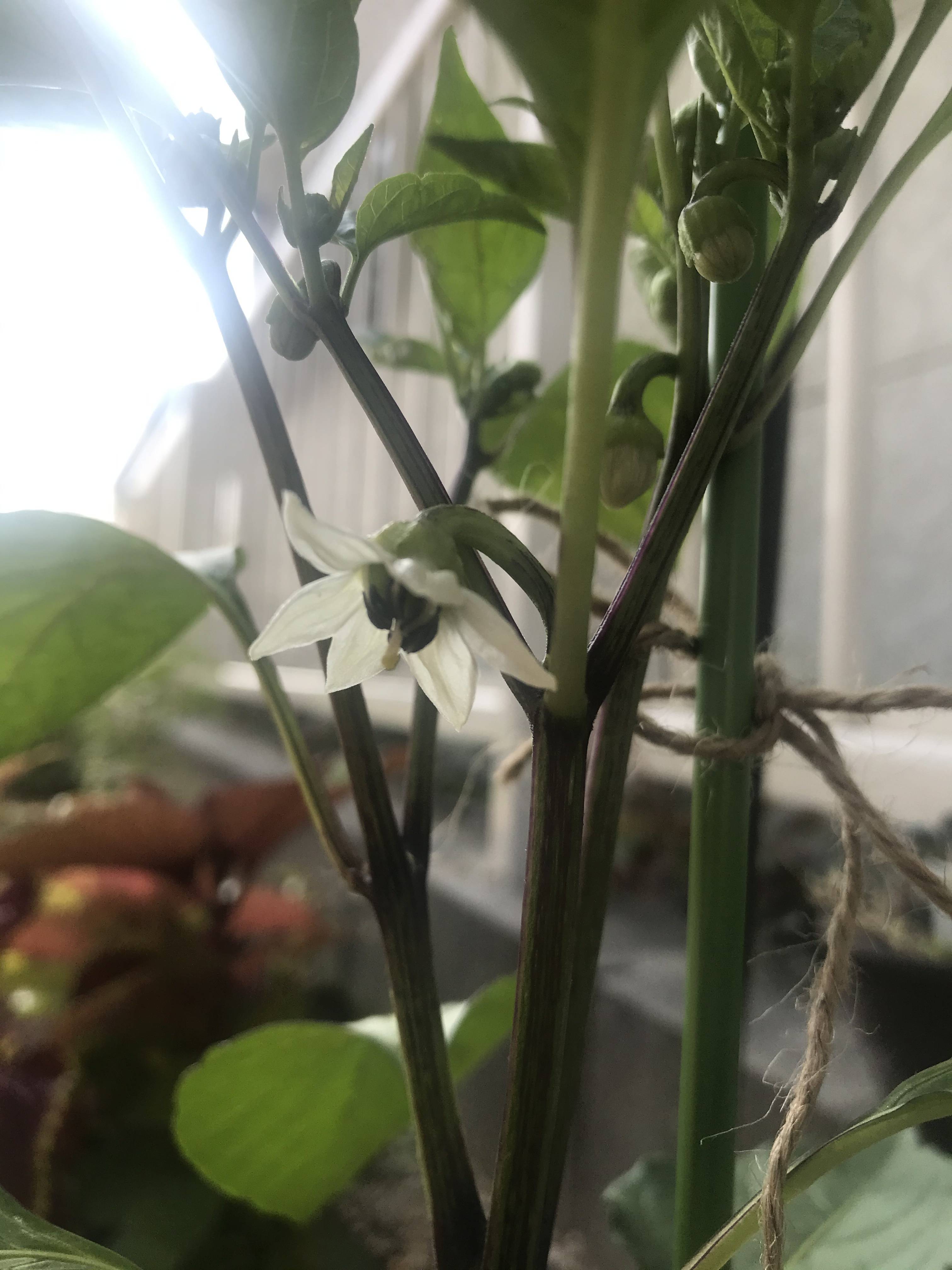 ライムホルンの花が可憐 みんなのサントリーフラワーズ ライムホルンの花が可憐 みんなのサントリーフラワーズ