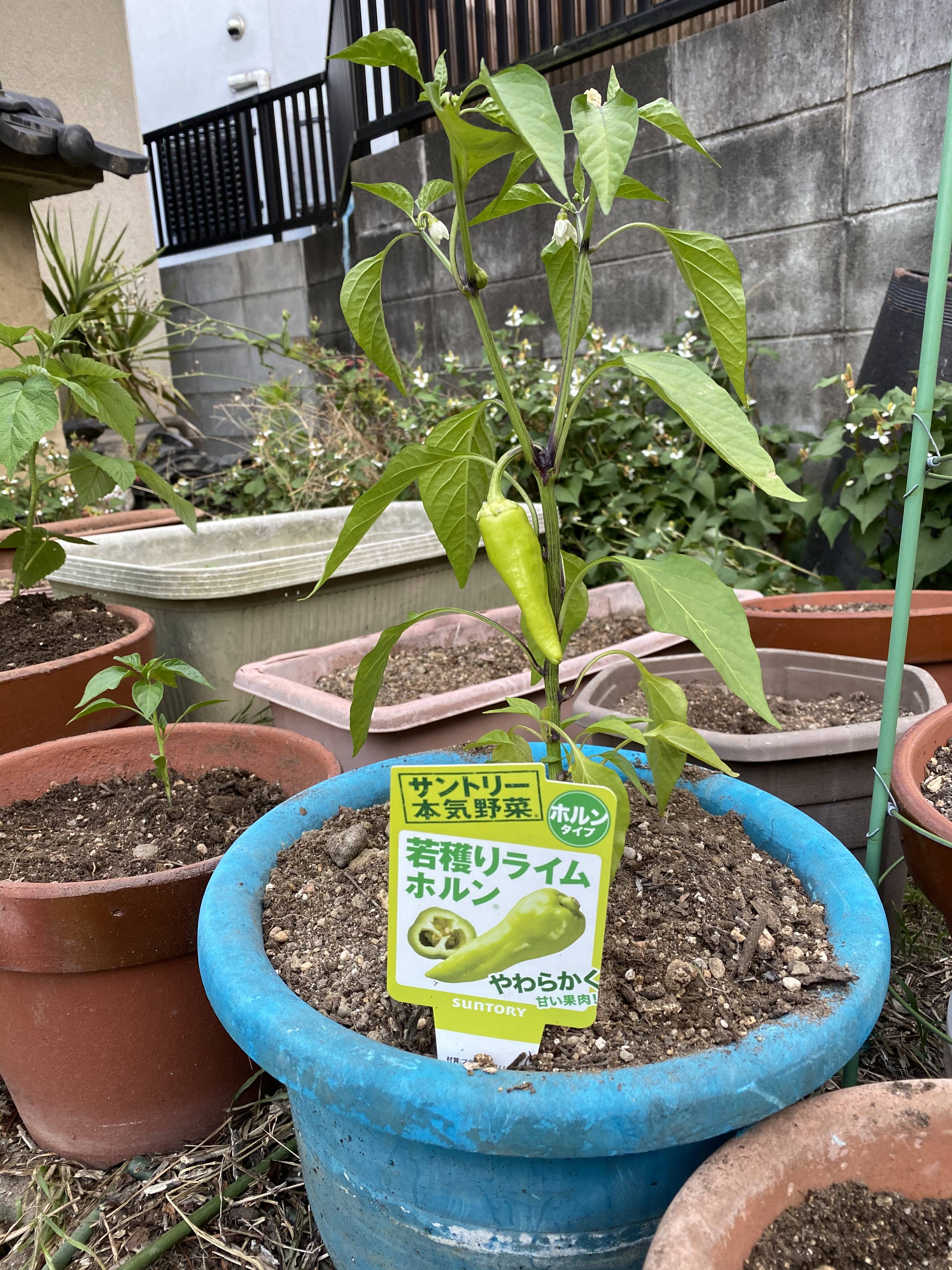 若どりライムホルン植え付け みんなのサントリーフラワーズ