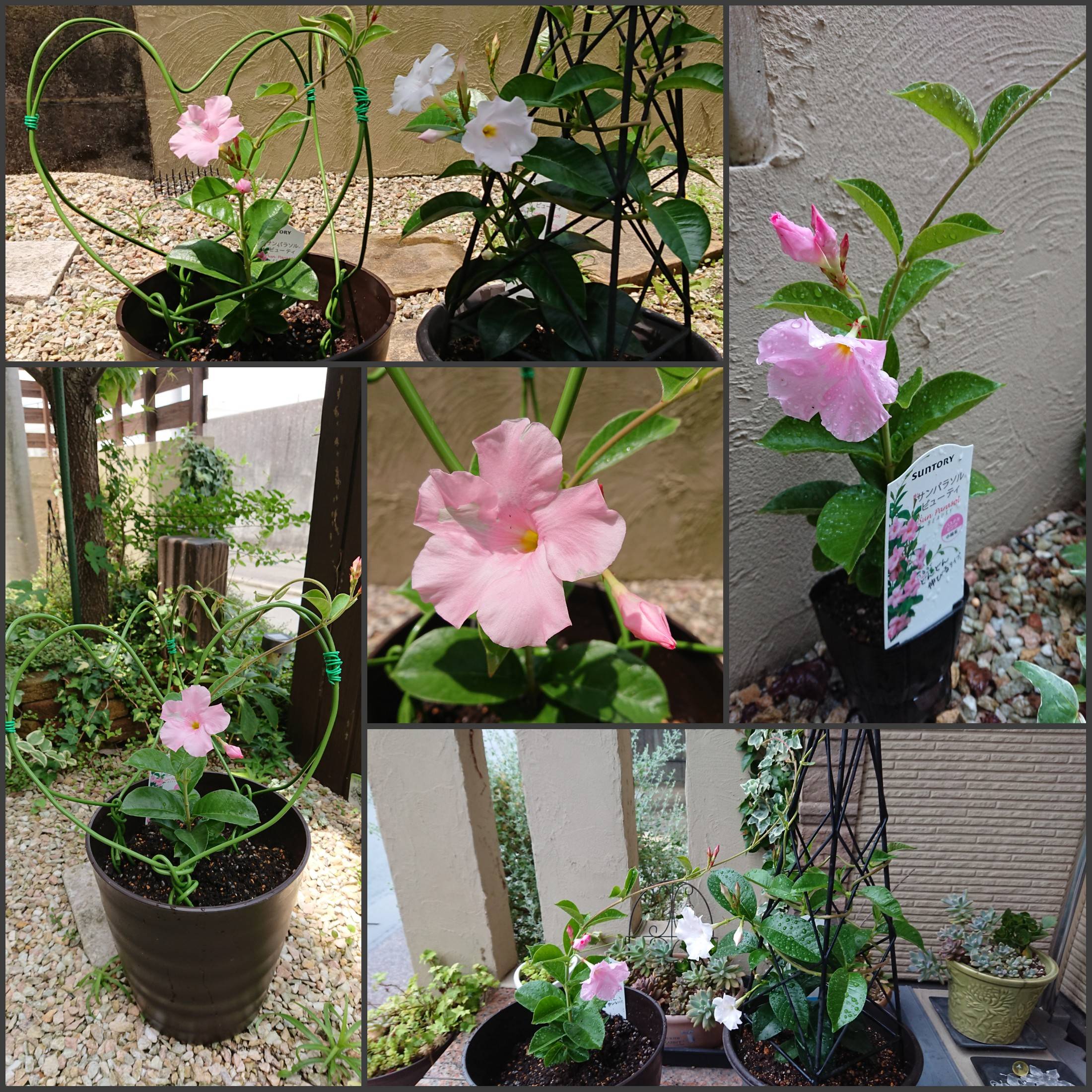 サンパラソルビューティー パステルピンク みんなのサントリーフラワーズ