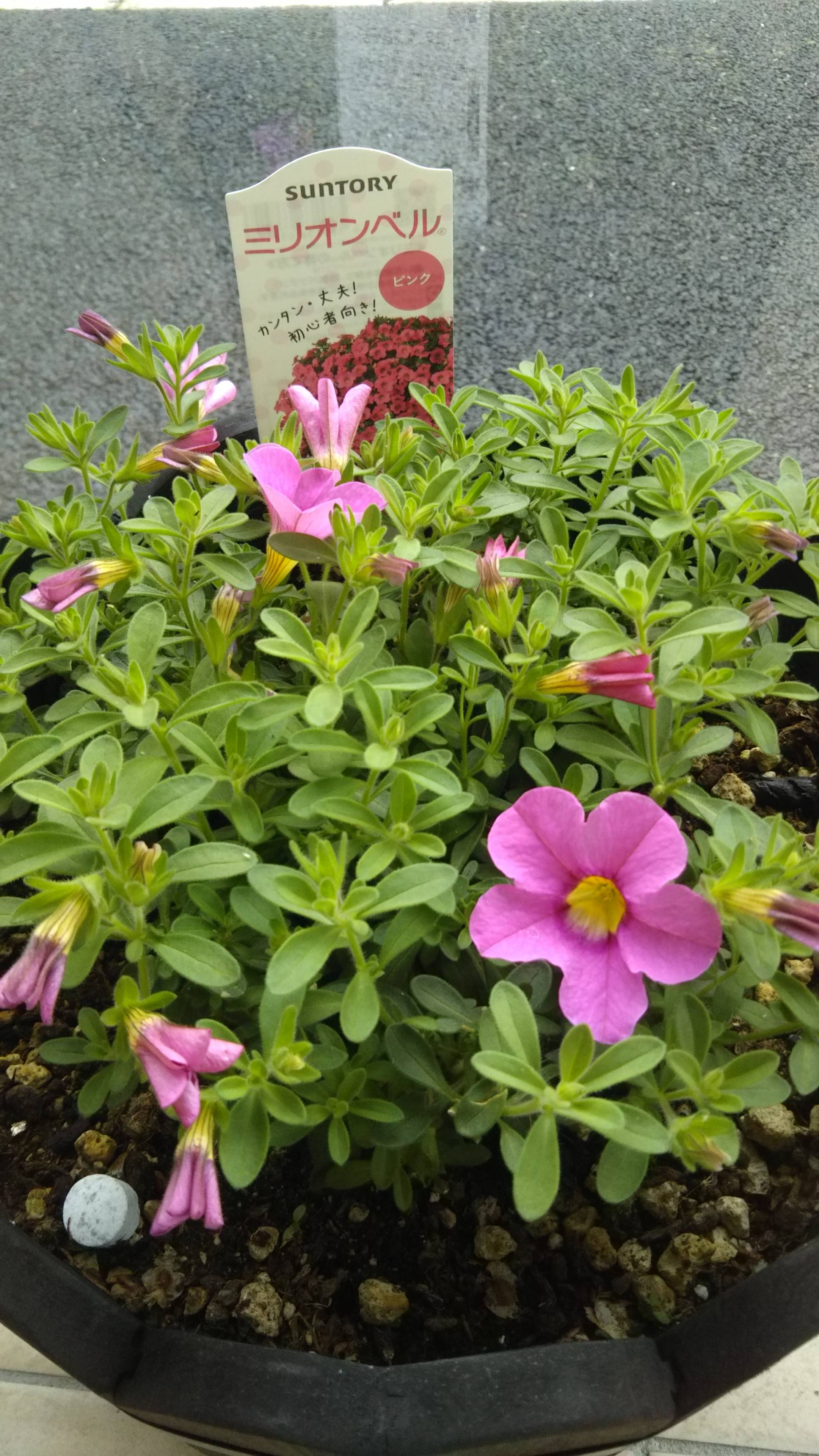 2度目のミリオンベル みんなのサントリーフラワーズ