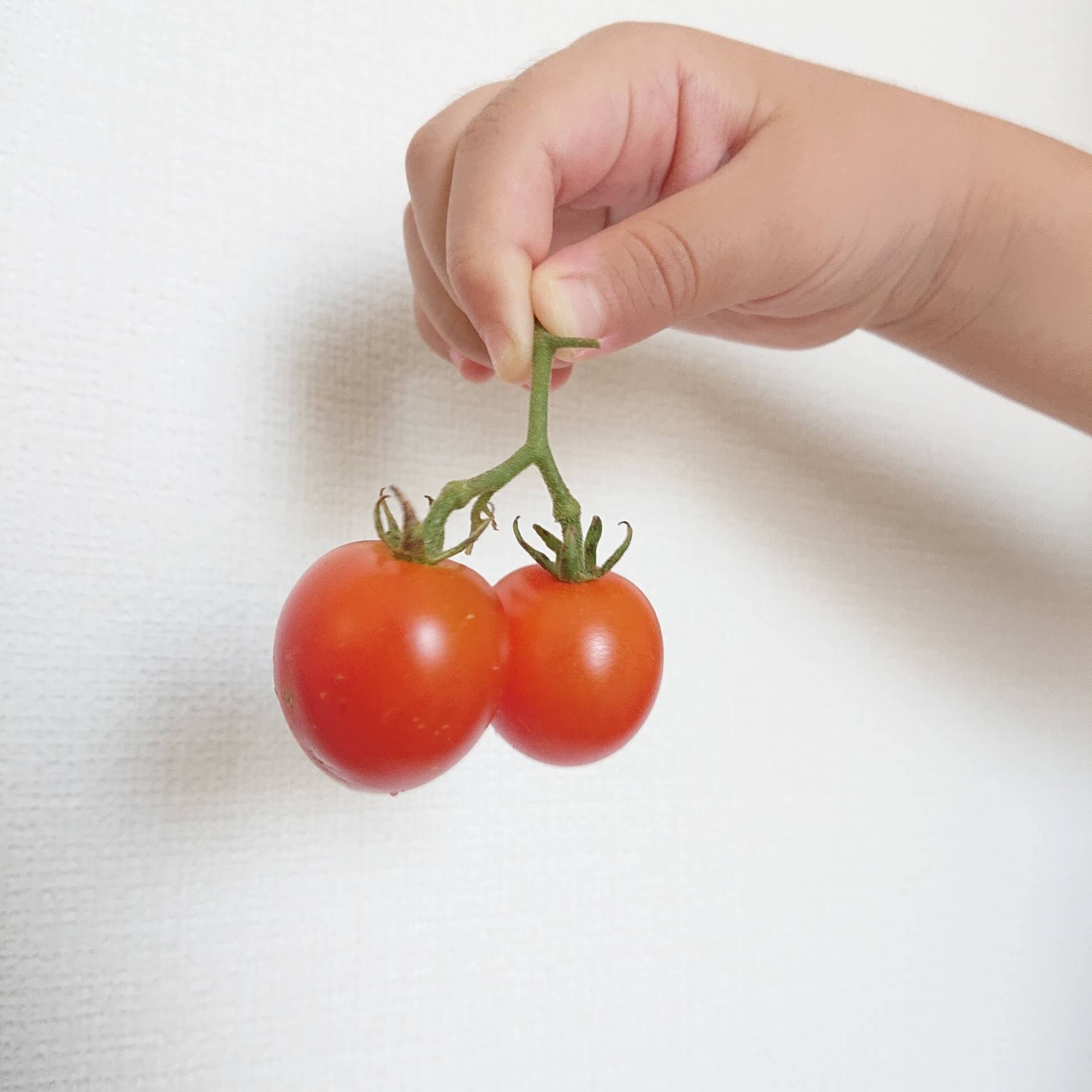 さくらんぼみたいなミニトマトと立つナス みんなのサントリーフラワーズ