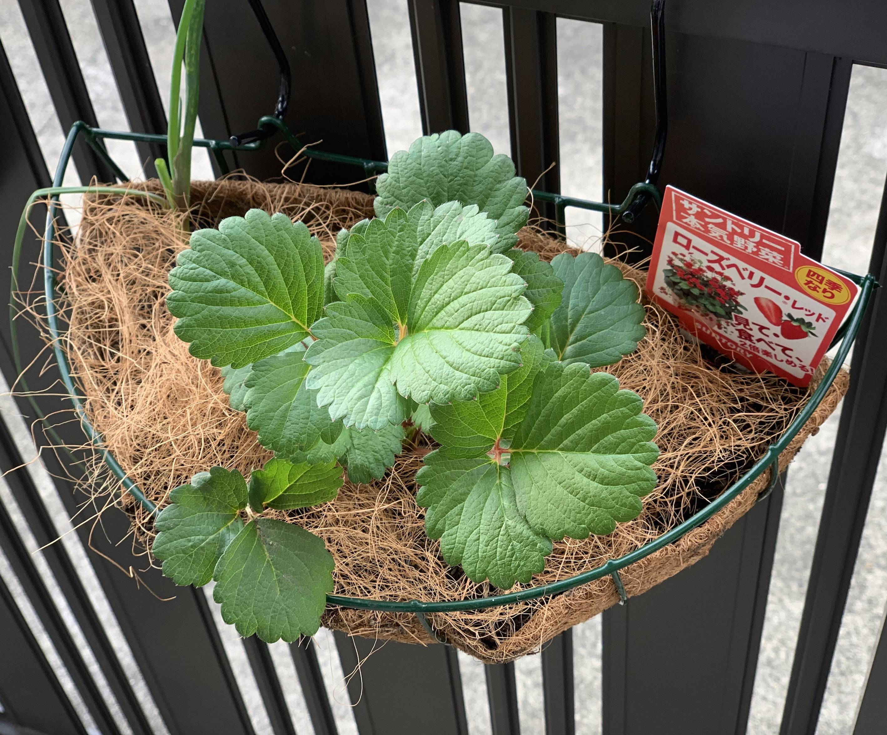 ローズベリーレッド 白蜜香 みんなのサントリーフラワーズ