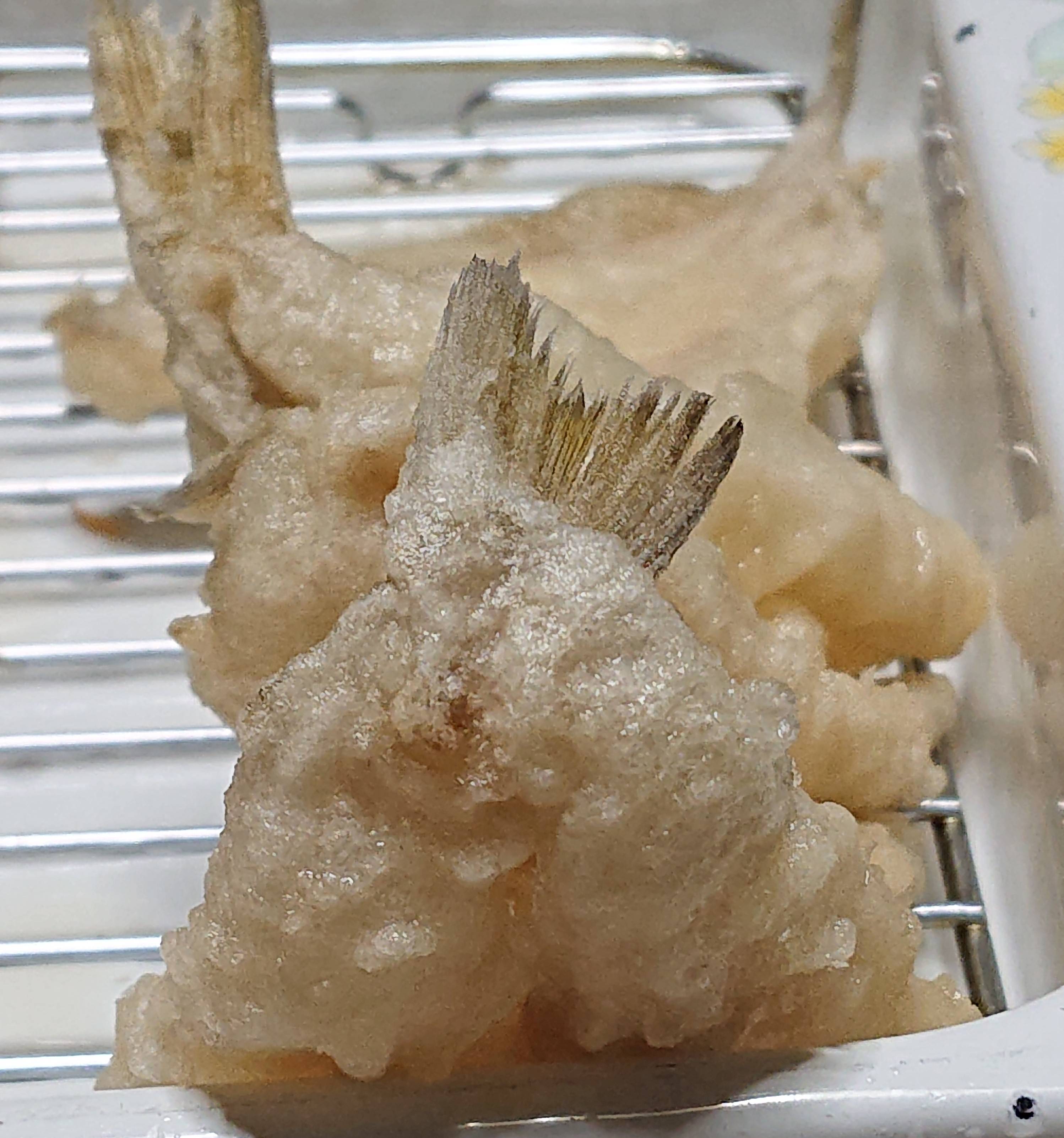 こなもん調理画像投稿キャンペーン 日清フーズ こなもんキャンペーン 日清フーズ