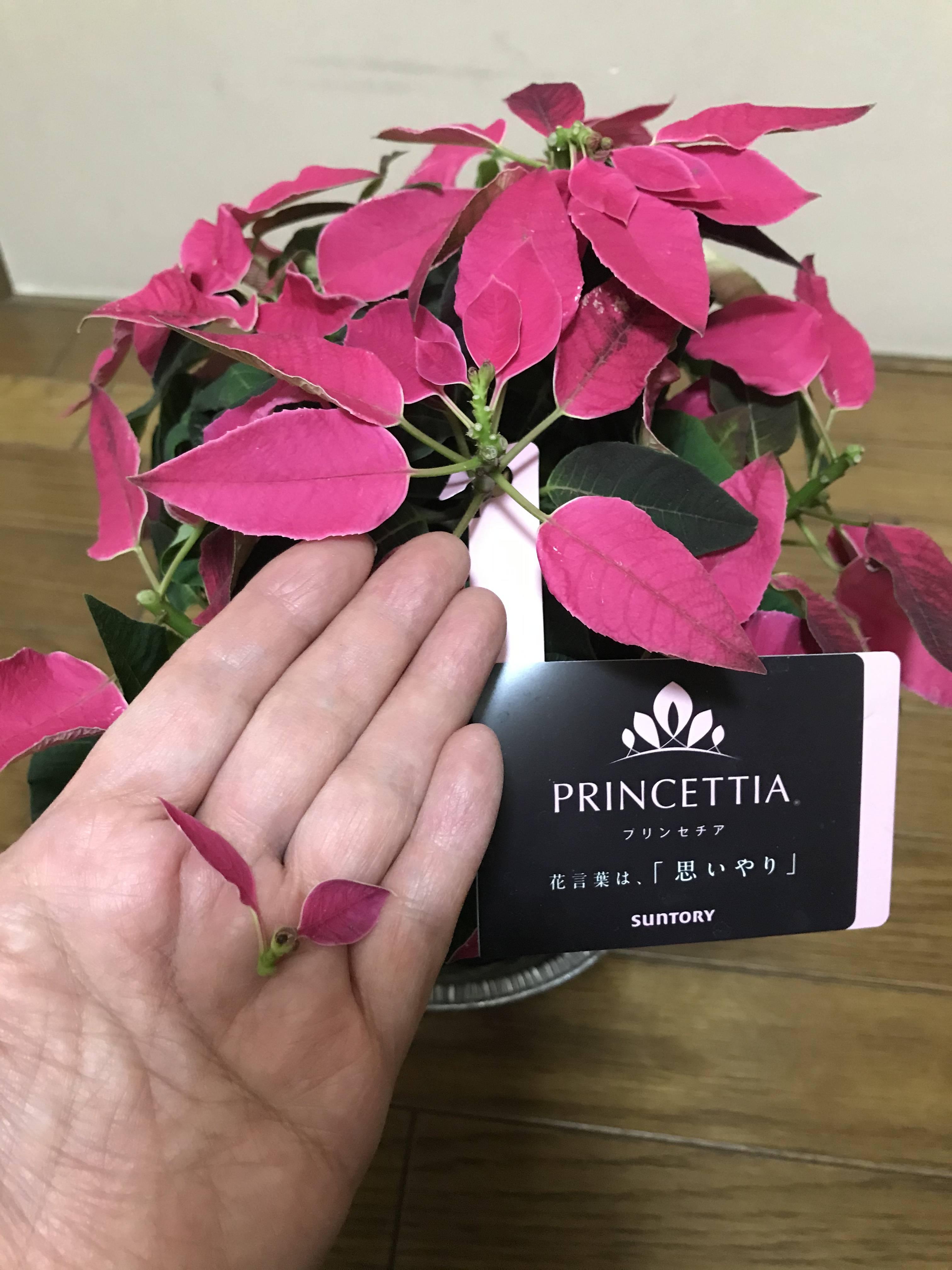 おうちプリンセチア 写真投稿キャンペーン みんなのサントリーフラワーズ