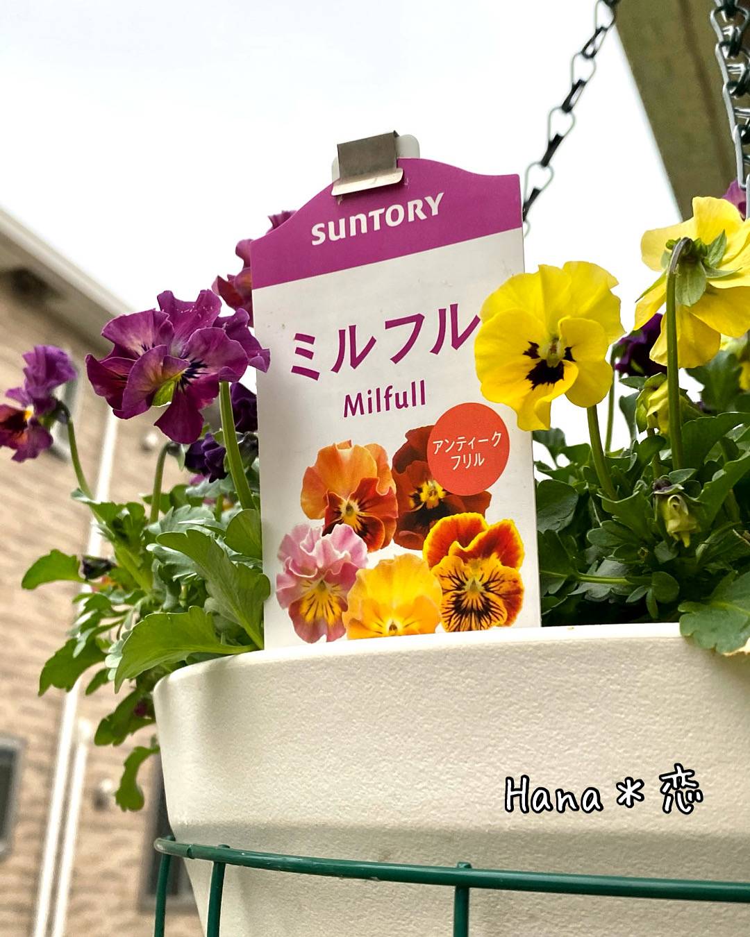 秋のガーデニングフェス みんなのサントリーフラワーズ