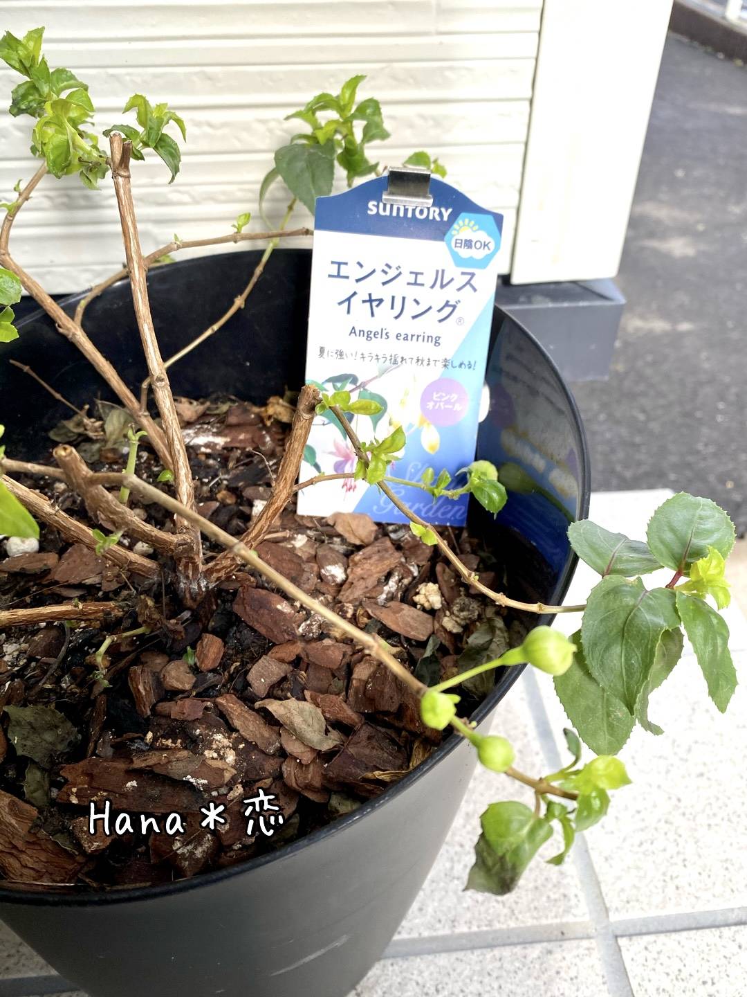 エンジェルスイヤリング ピンクオパール みんなのサントリーフラワーズ