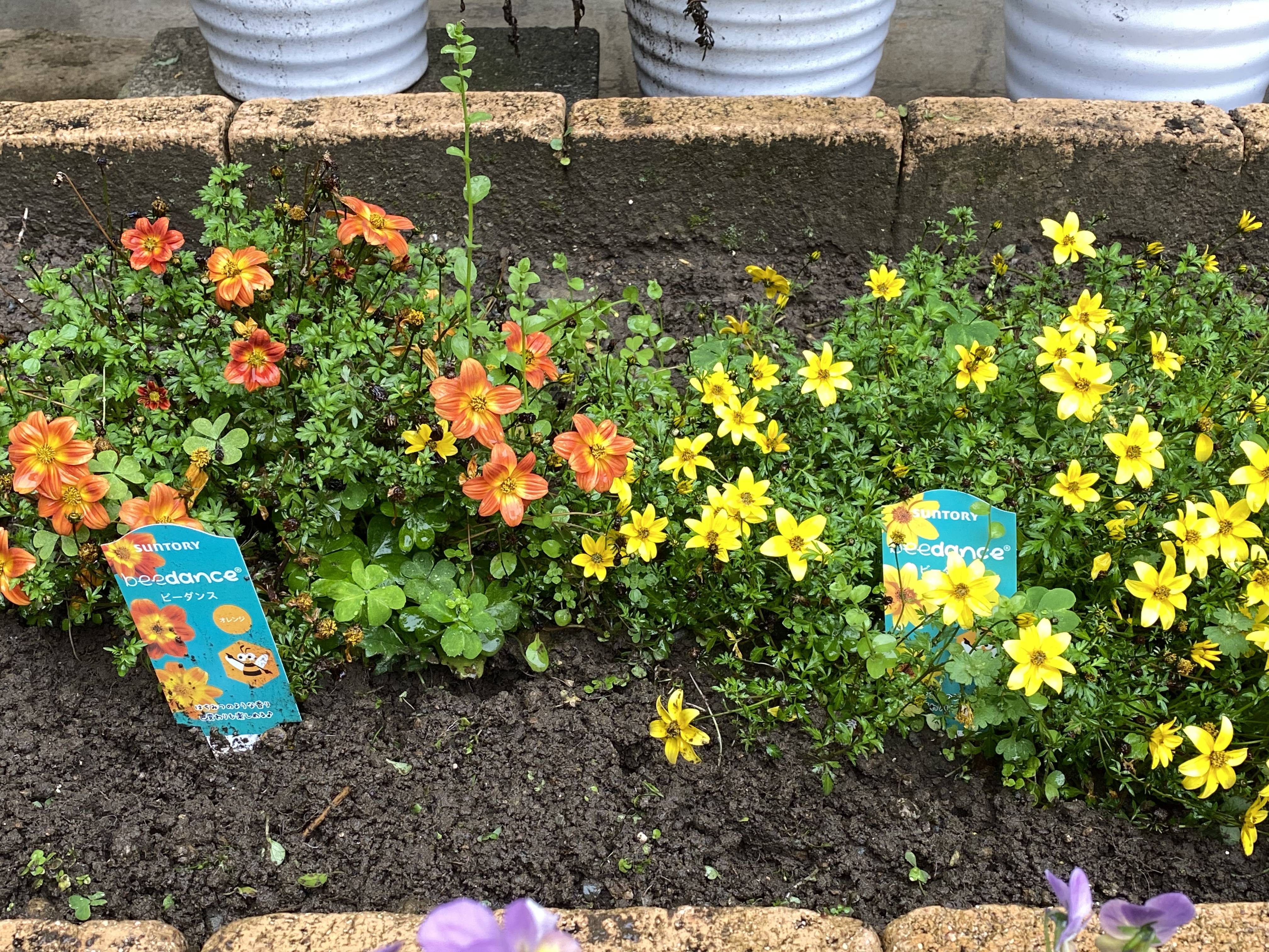 お庭がお花でいっぱいです みんなのサントリーフラワーズ