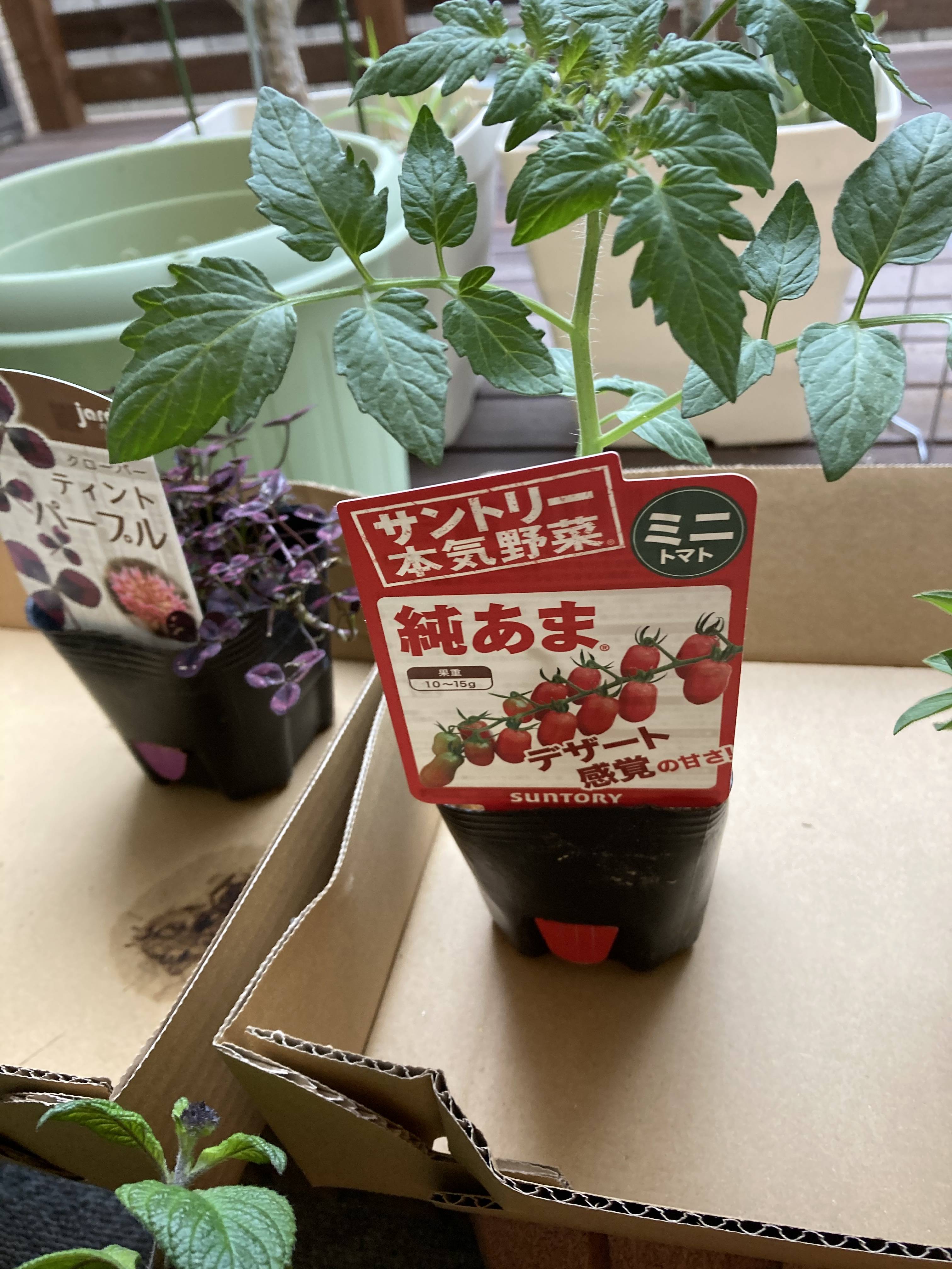 サントリー本気野菜 純あま みんなのサントリーフラワーズ