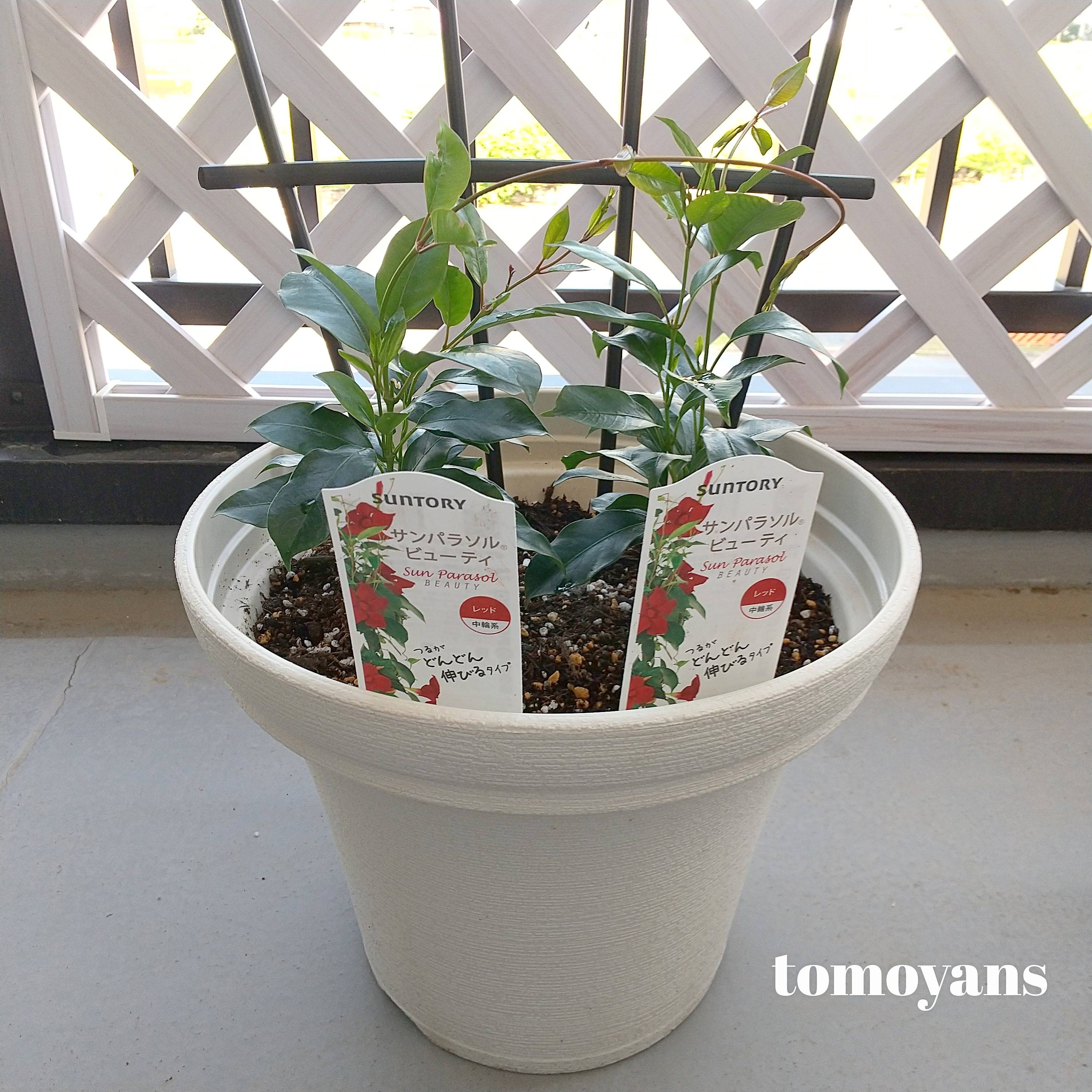 サンパラソルビューティ みんなのサントリーフラワーズ