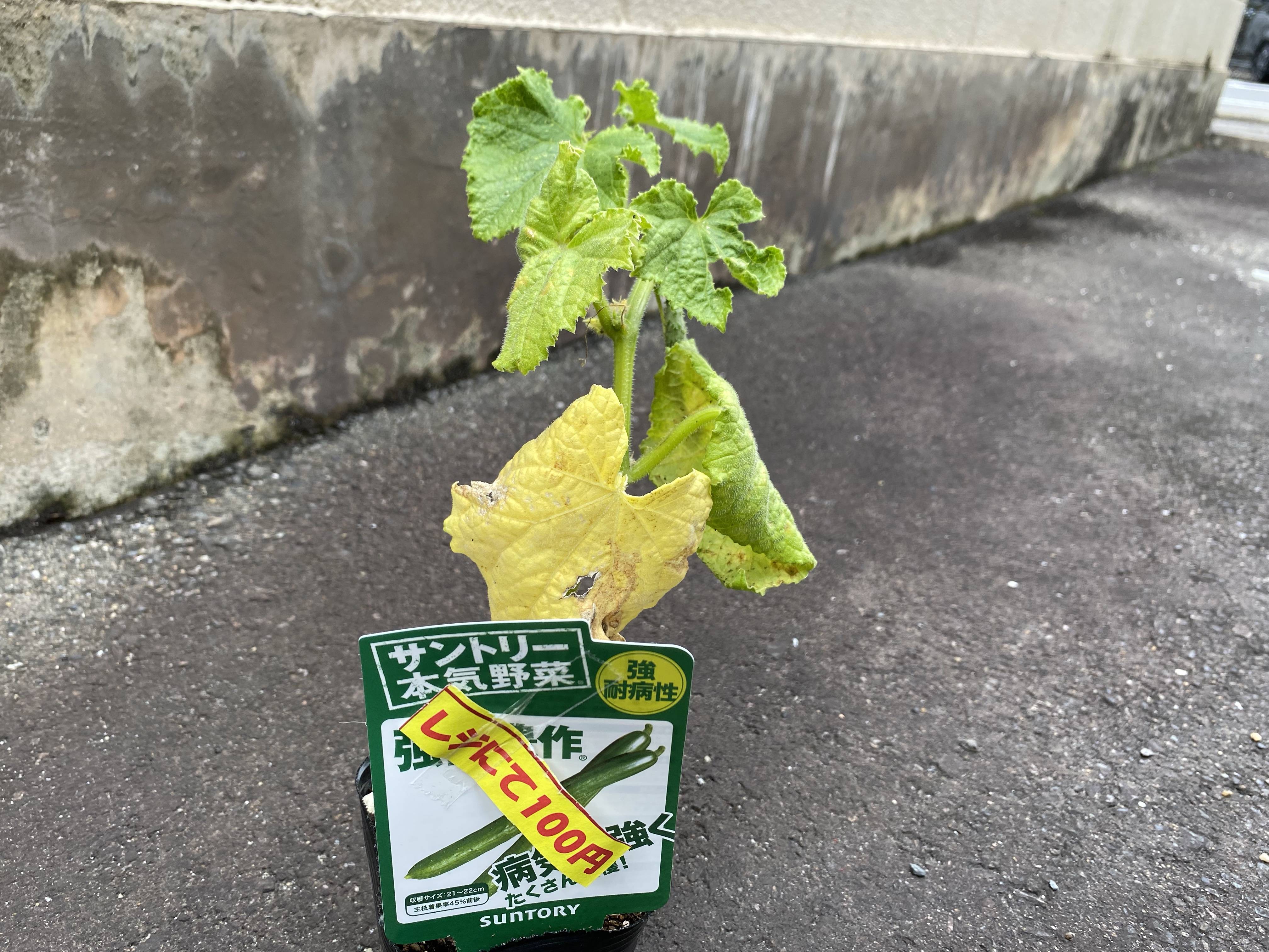 ホームセンターで見切り品のキュウリの苗を見つけました みんなのサントリーフラワーズ