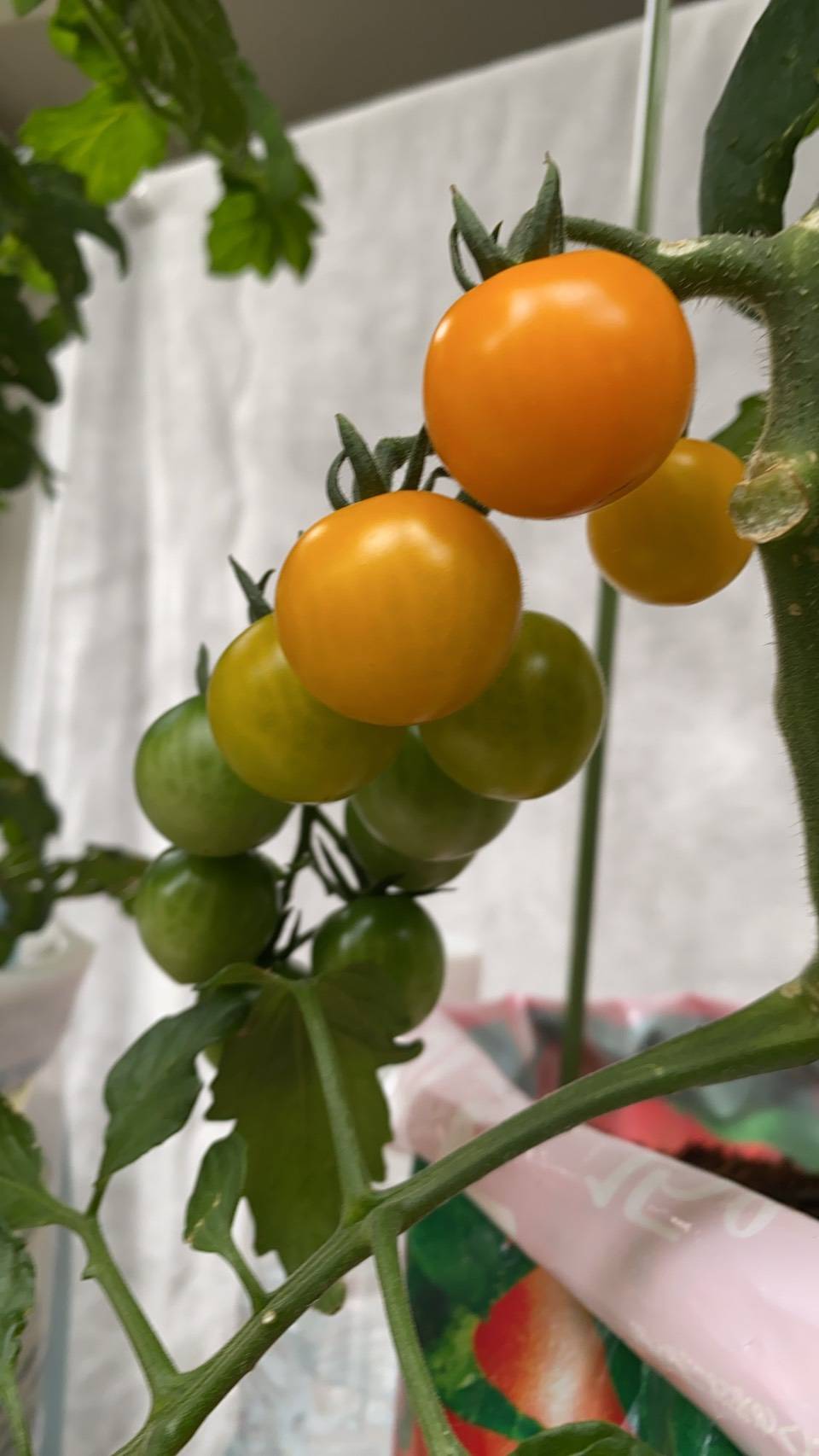 色づき初めて気持ちも高鳴る みんなのサントリーフラワーズ
