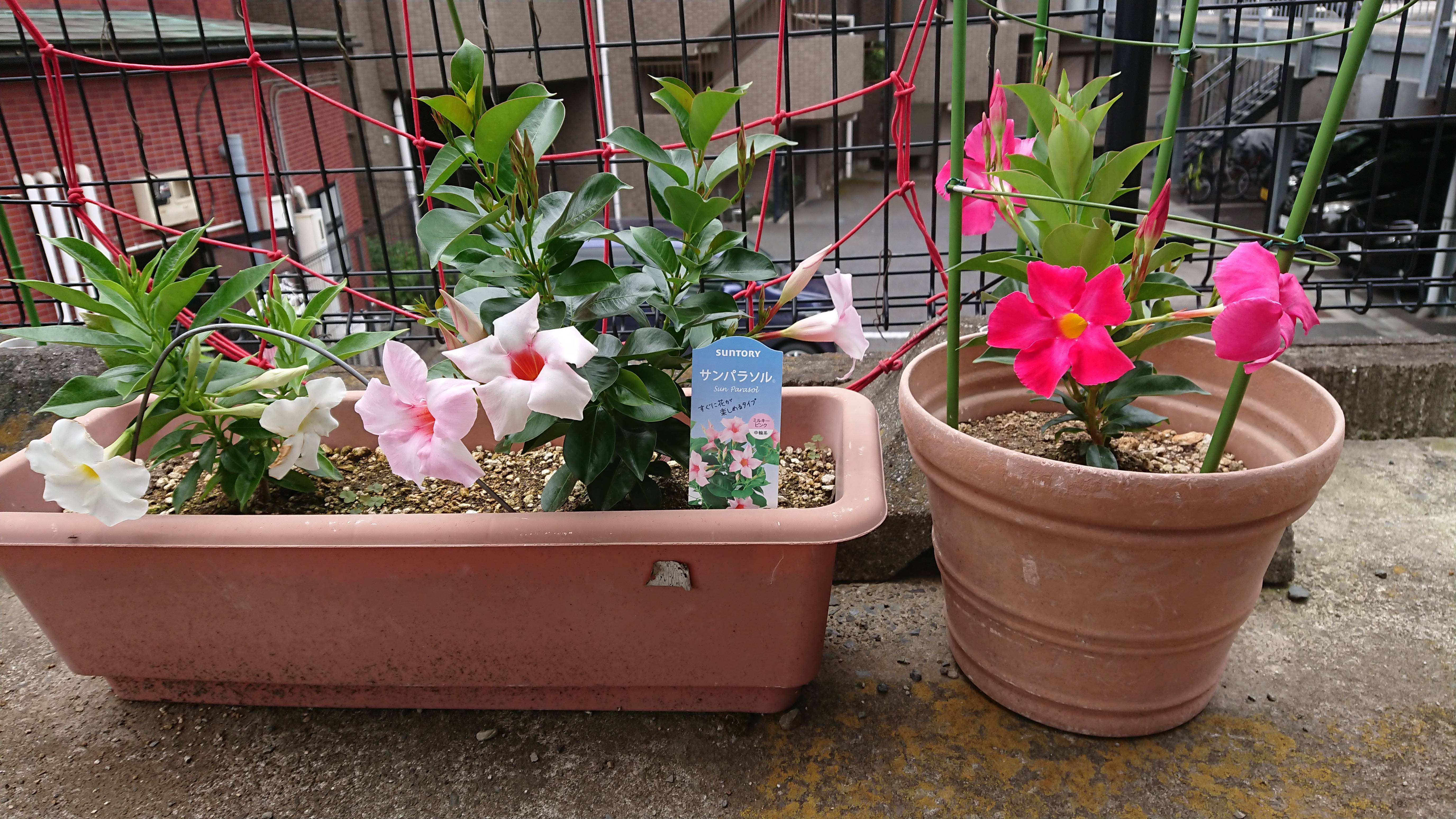 サンパラソル三色 みんなのサントリーフラワーズ