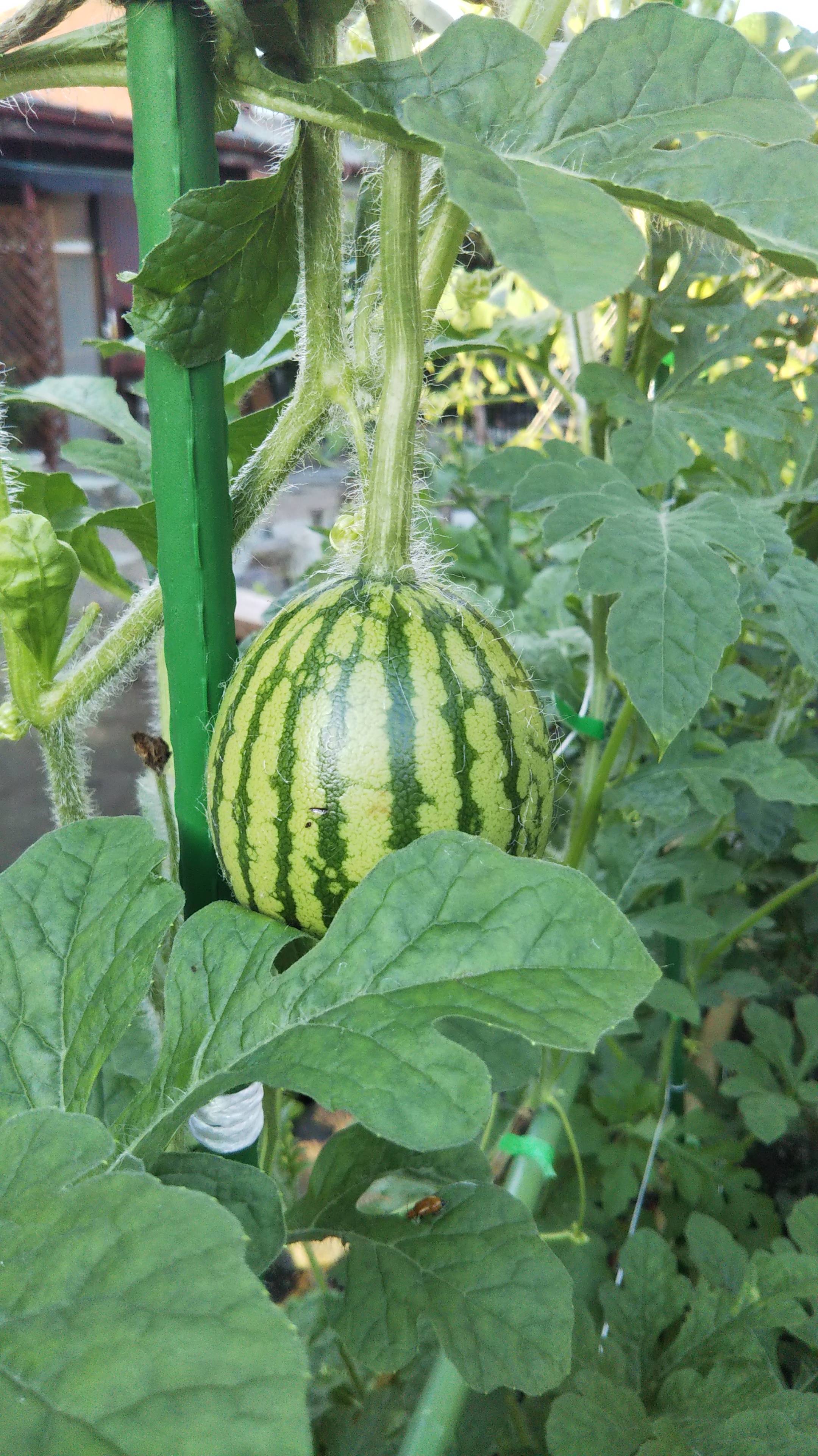 ４度目の受粉でやっと成功 みんなのサントリーフラワーズ