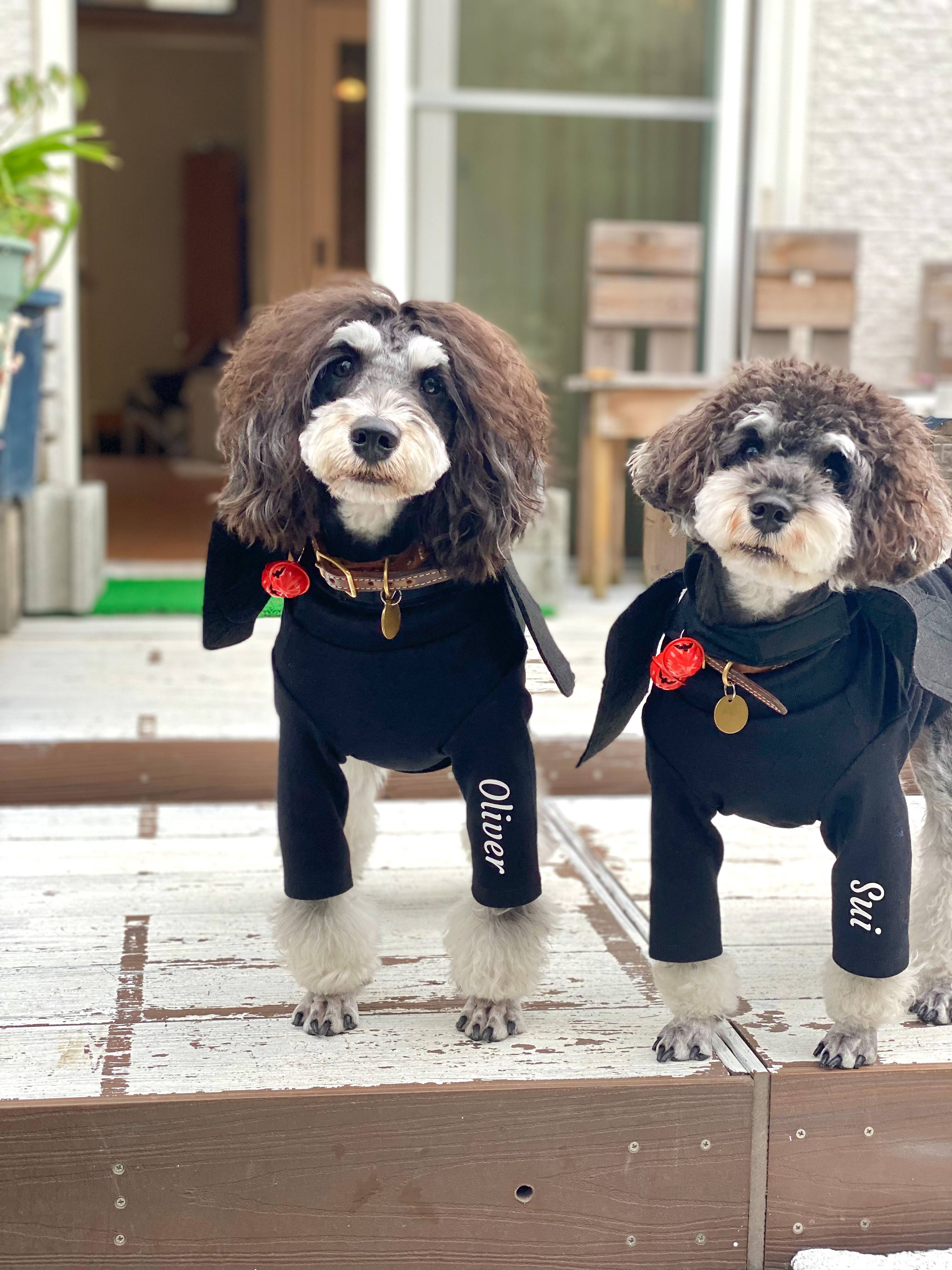 仲良くコウモリさんになったよ イオンリテール