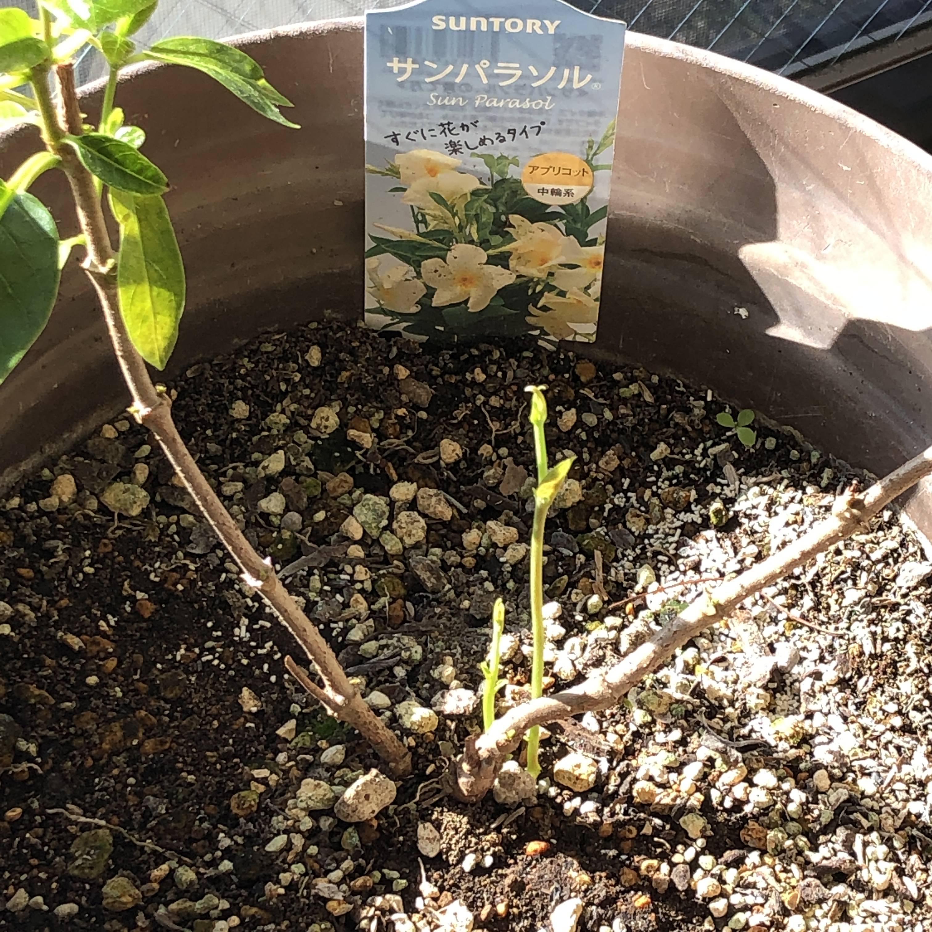 同居人 サンパラソル アプリコット みんなのサントリーフラワーズ