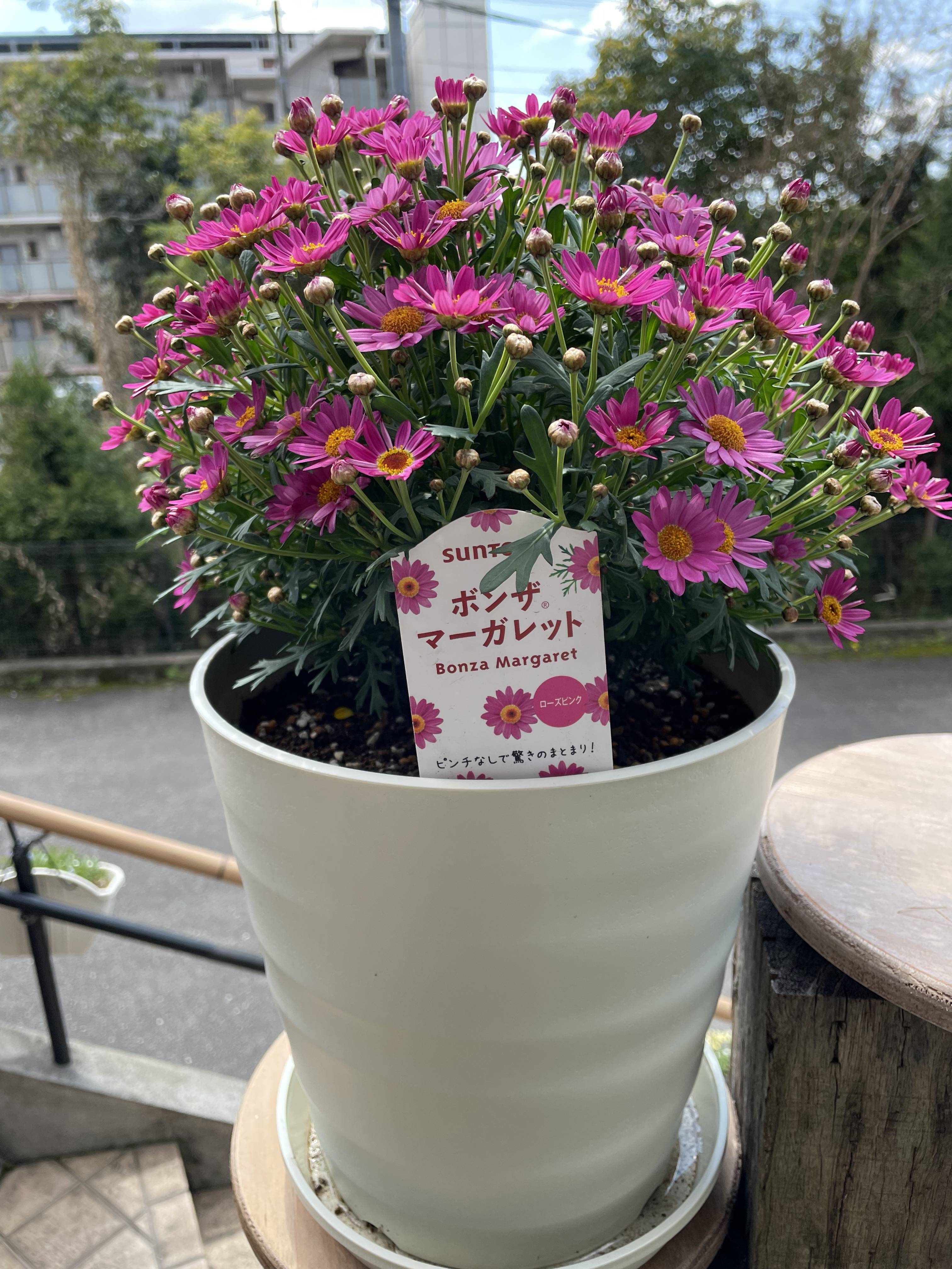 冬越ししたら みんなのサントリーフラワーズ