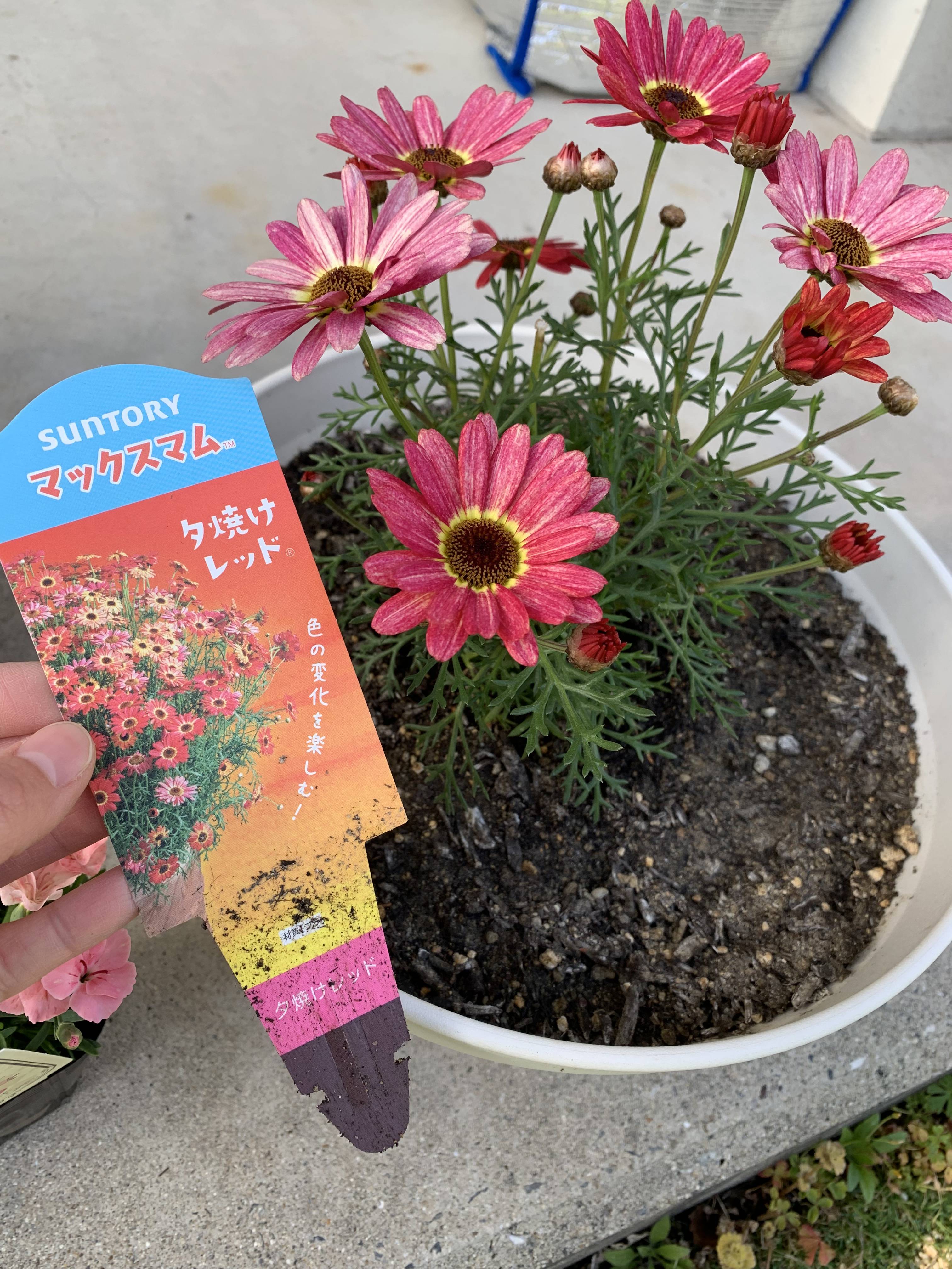 初めてのガーデニング みんなのサントリーフラワーズ