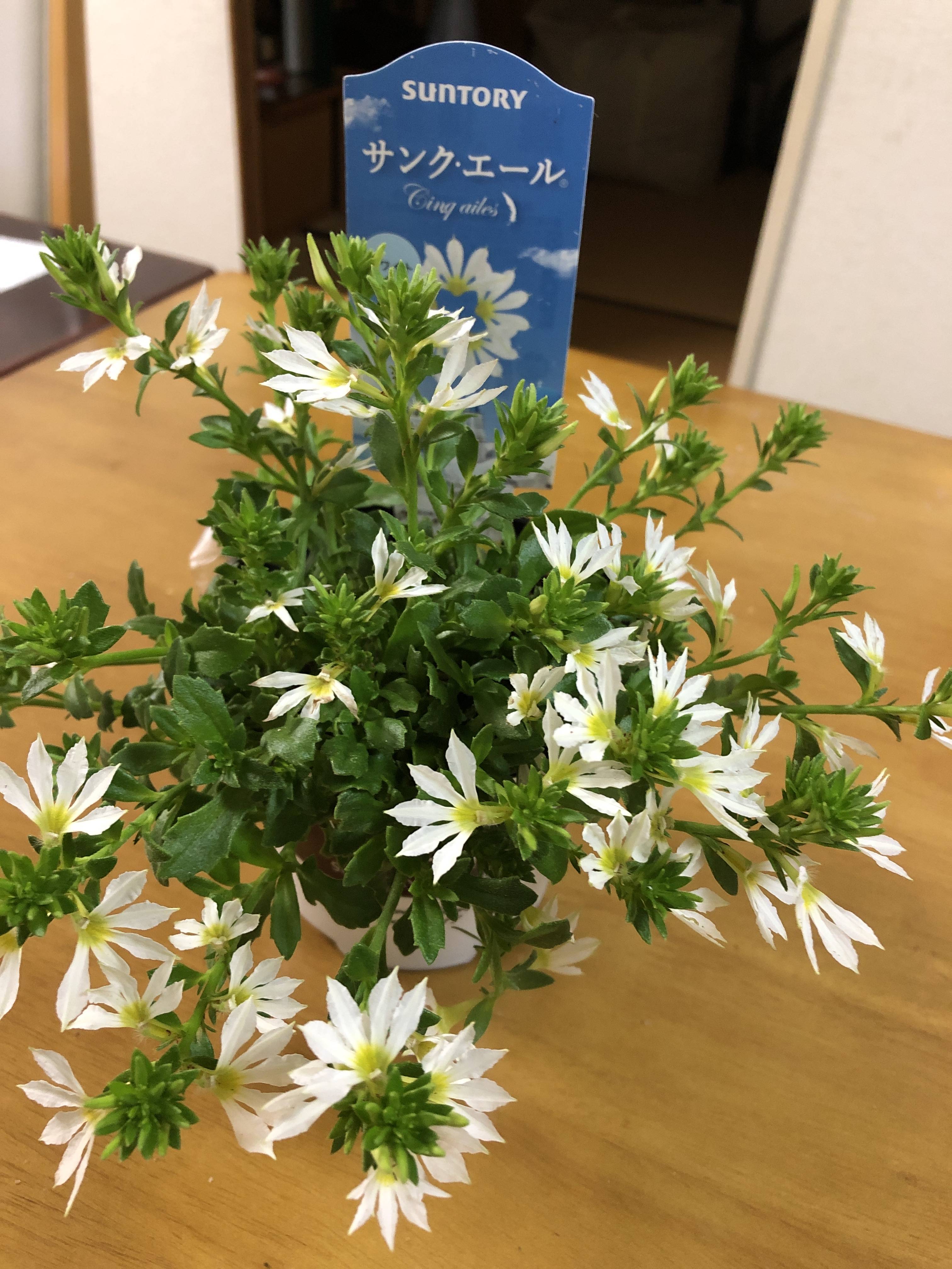 序の口だよ みんなのサントリーフラワーズ