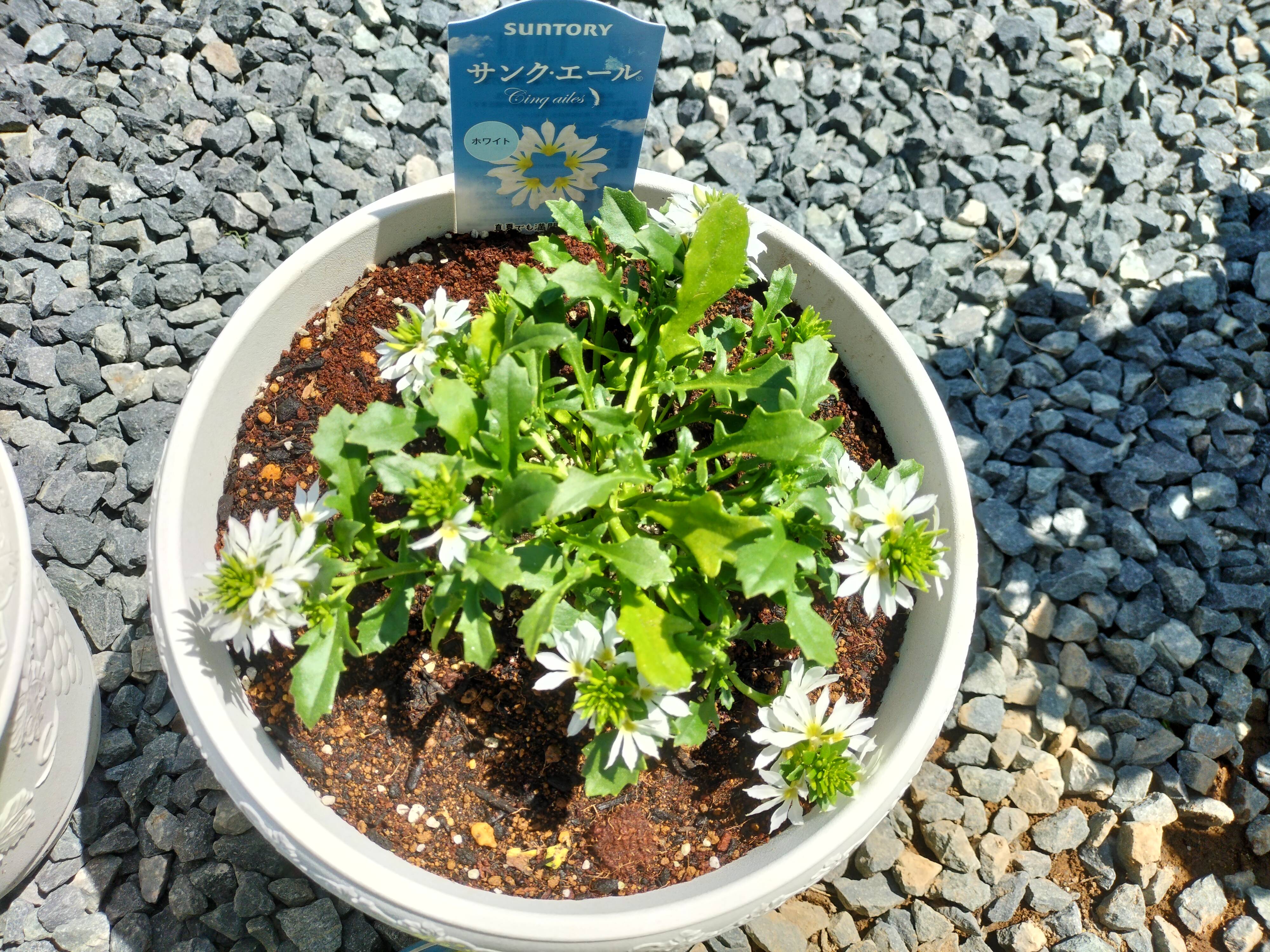 サンク エール白の植え付け10日後 みんなのサントリーフラワーズ