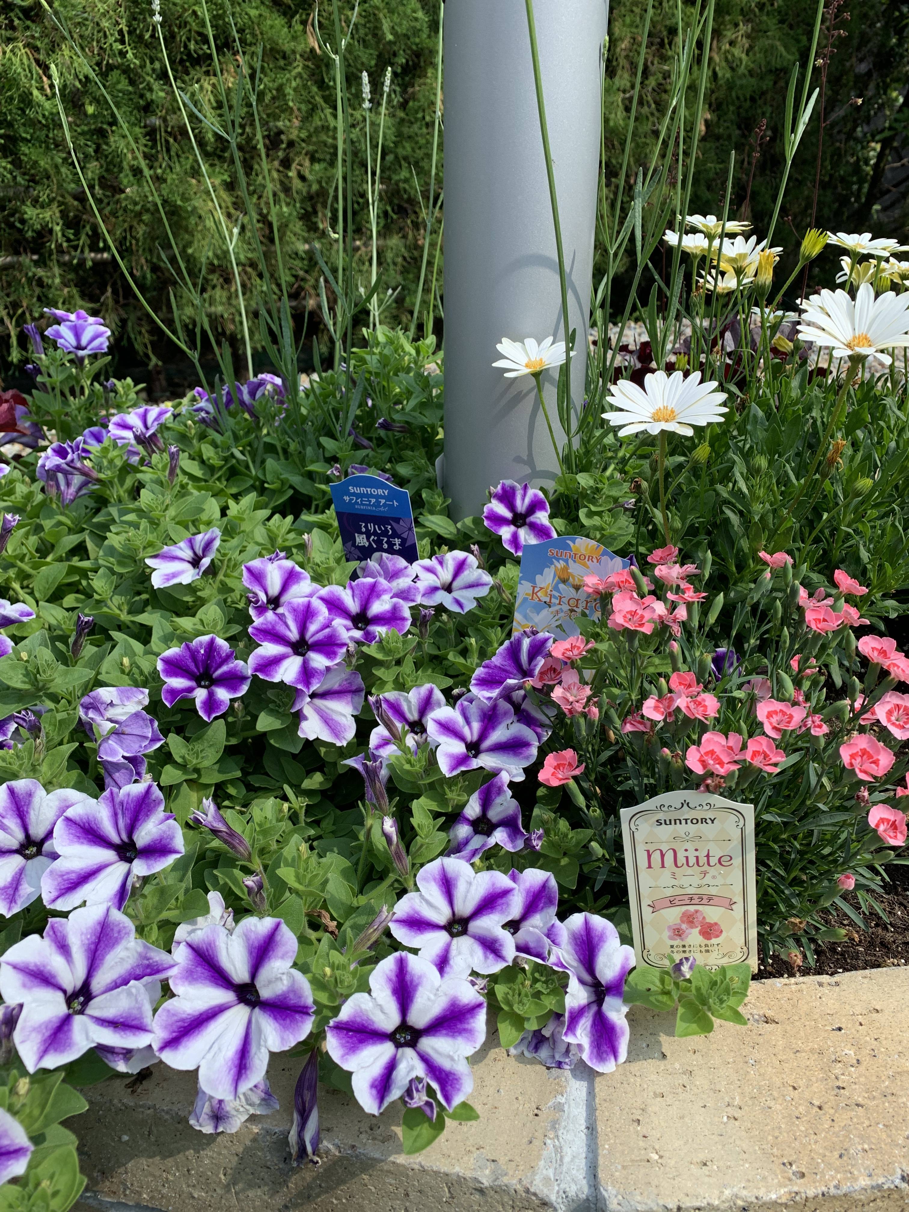 みんな元気です みんなのサントリーフラワーズ