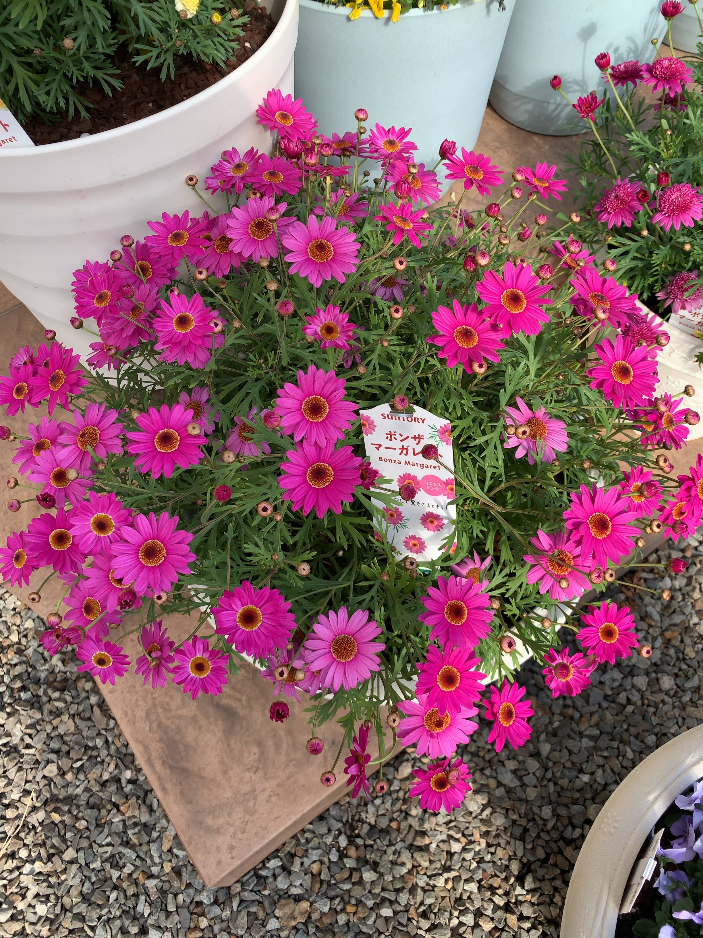 ボンザマーガレットコスモスピンク みんなのサントリーフラワーズ