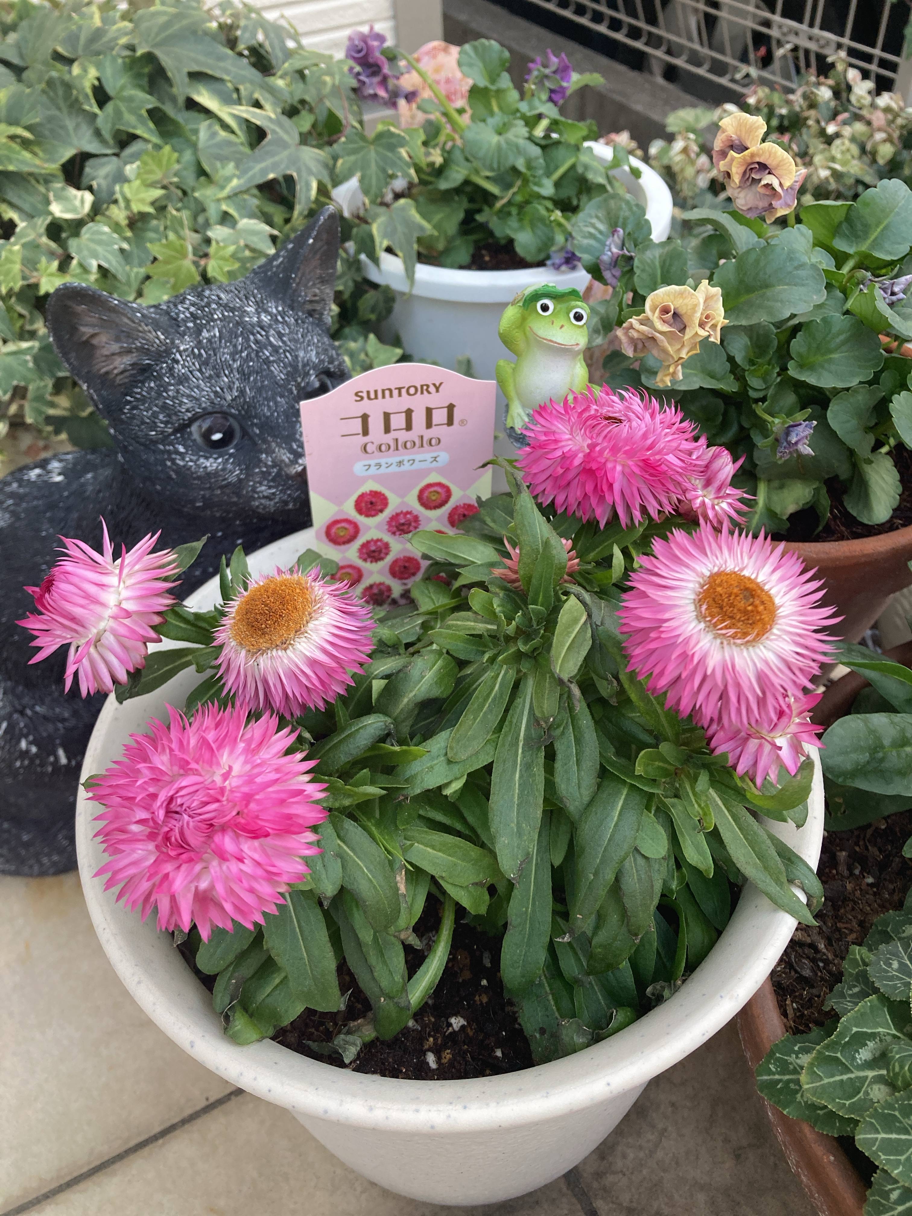 可愛くて賢いお花コロロ みんなのサントリーフラワーズ