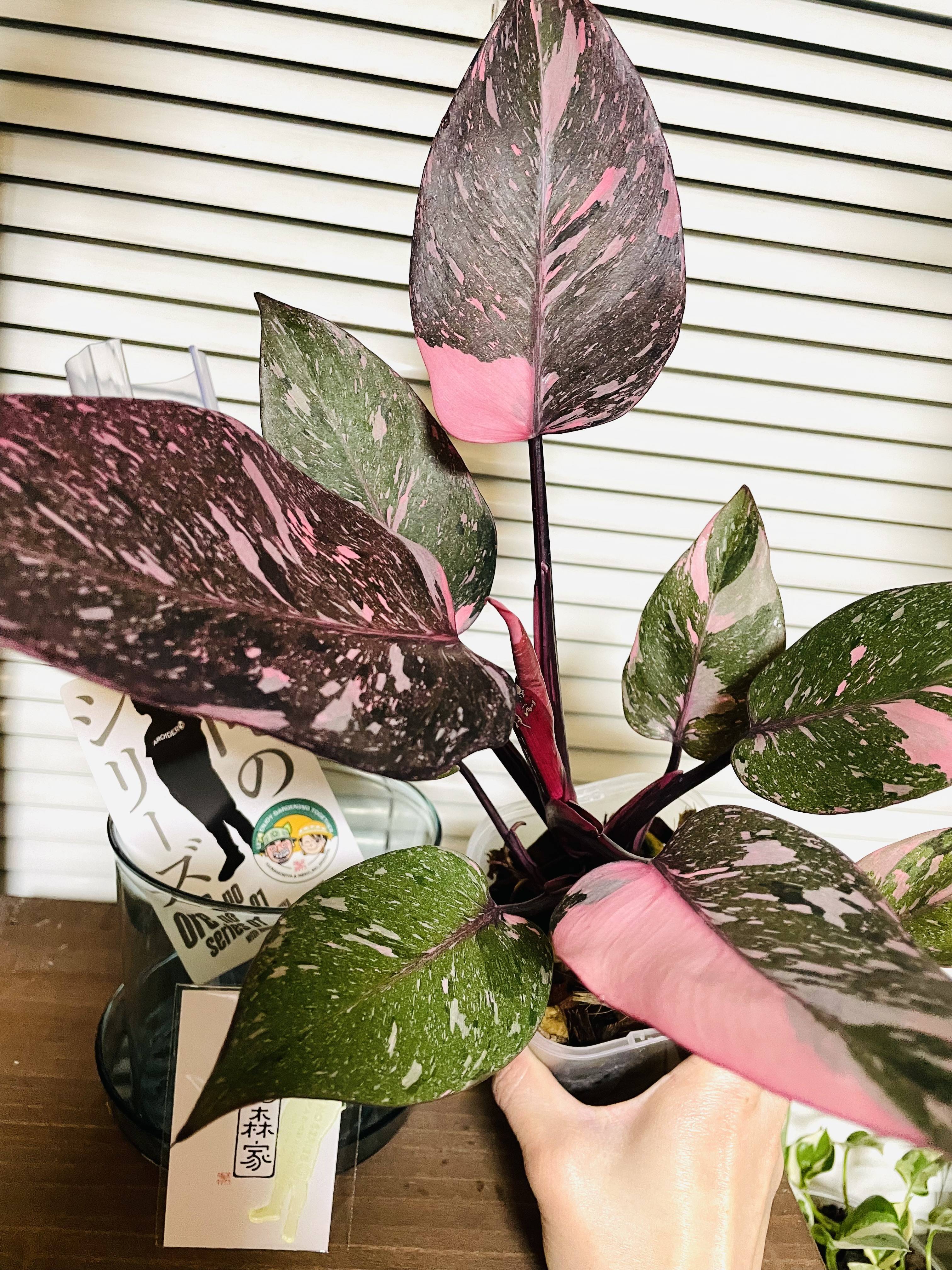 信頼の浅岡園芸×才能の花森家 園芸ネットフォトコンテスト