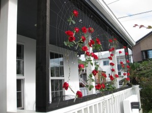 IMG_0956