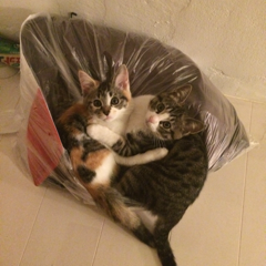 まるもんのアイコン