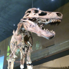 ayanarinaのアイコン