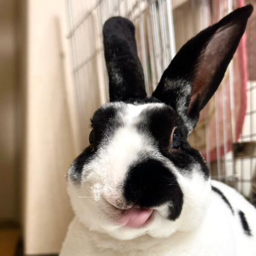 うさぎおじさんのアイコン