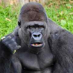 ゆーおーのアイコン