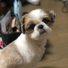 くくるのアイコン