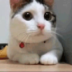 ゆで卵のアイコン