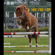 はなパパのアイコン