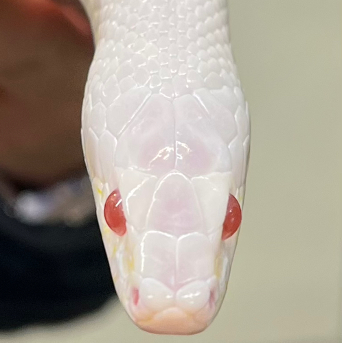 暴馬⑅︎◡̈︎*のアイコン